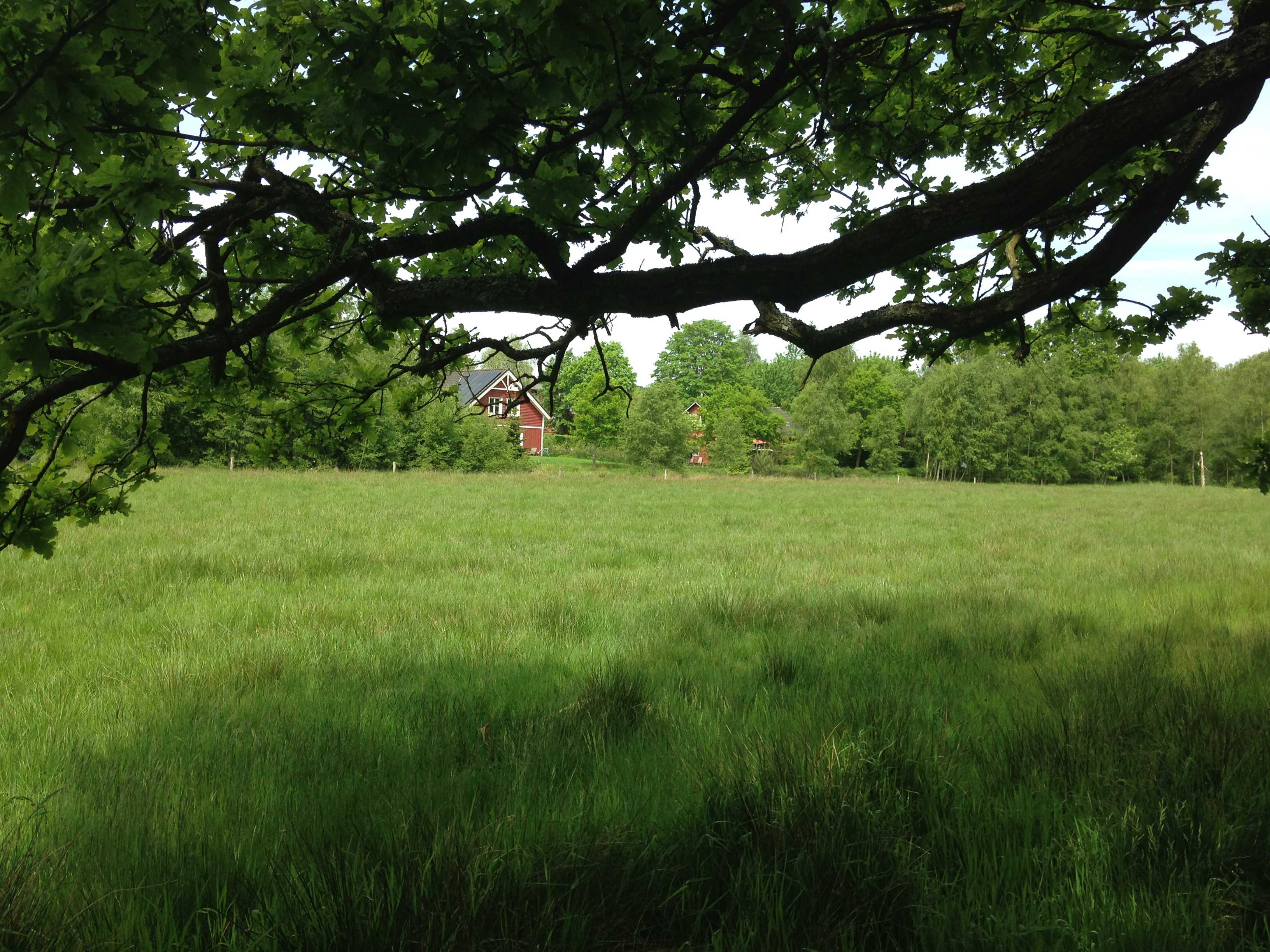 Bynær natur ved Langå