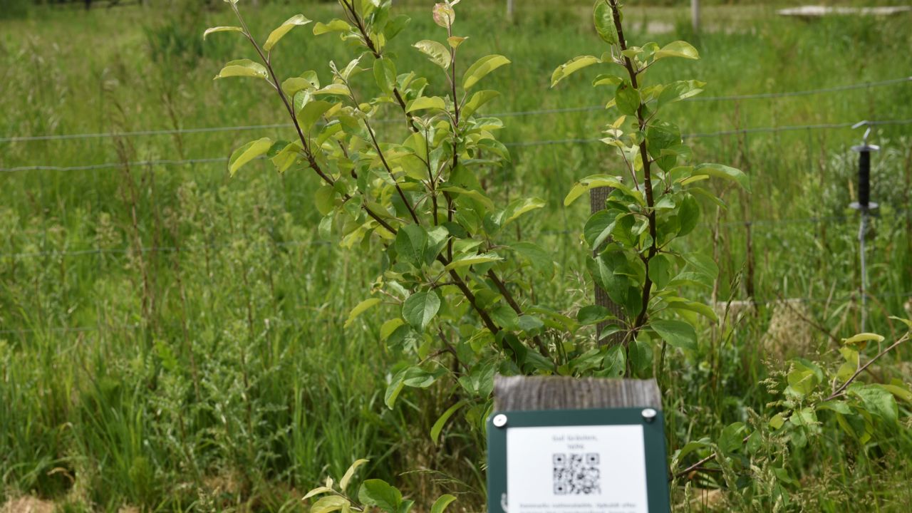 Æbletræer ved Naturcenter Randers