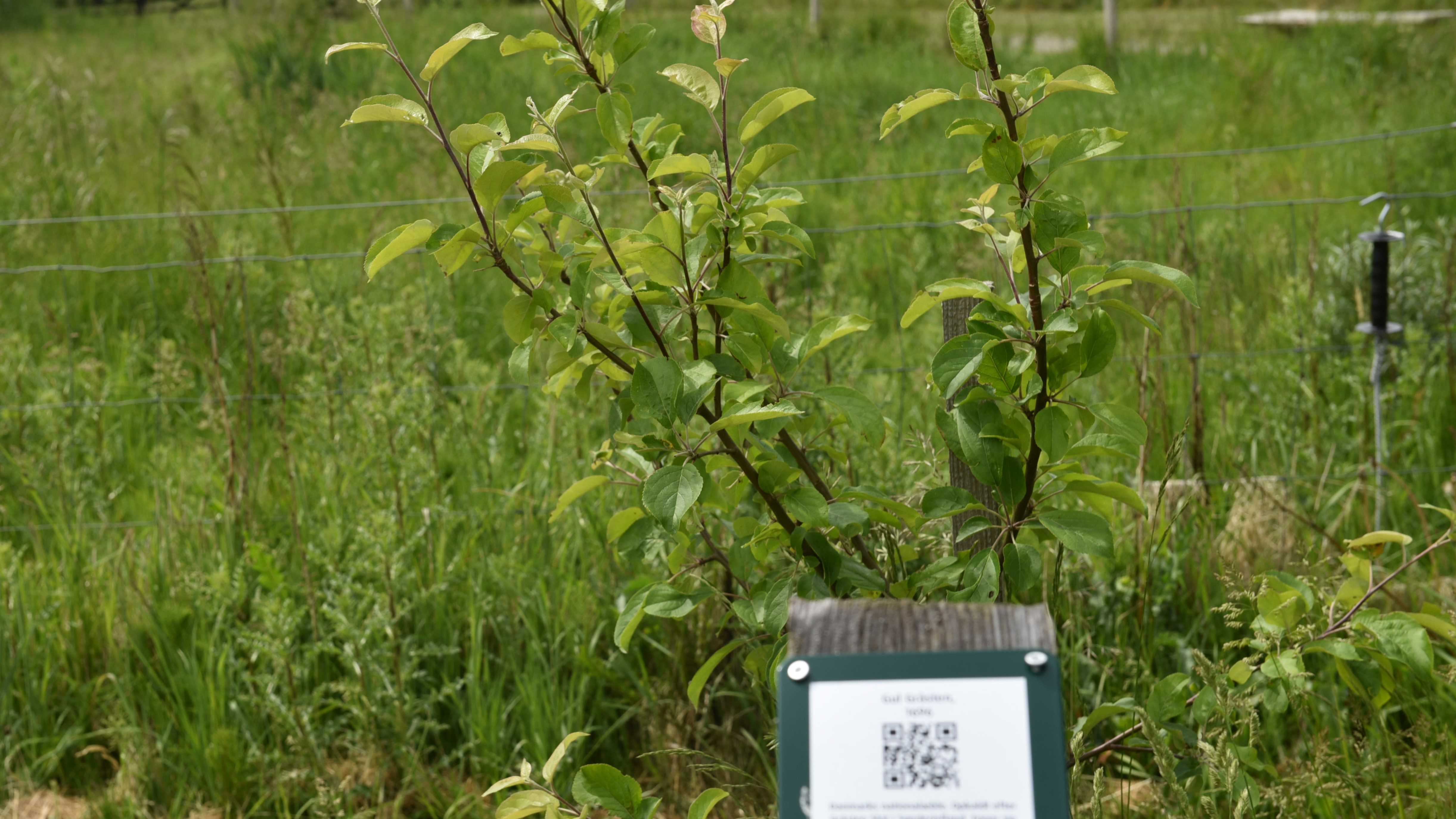 Æbletræer ved Naturcenter Randers
