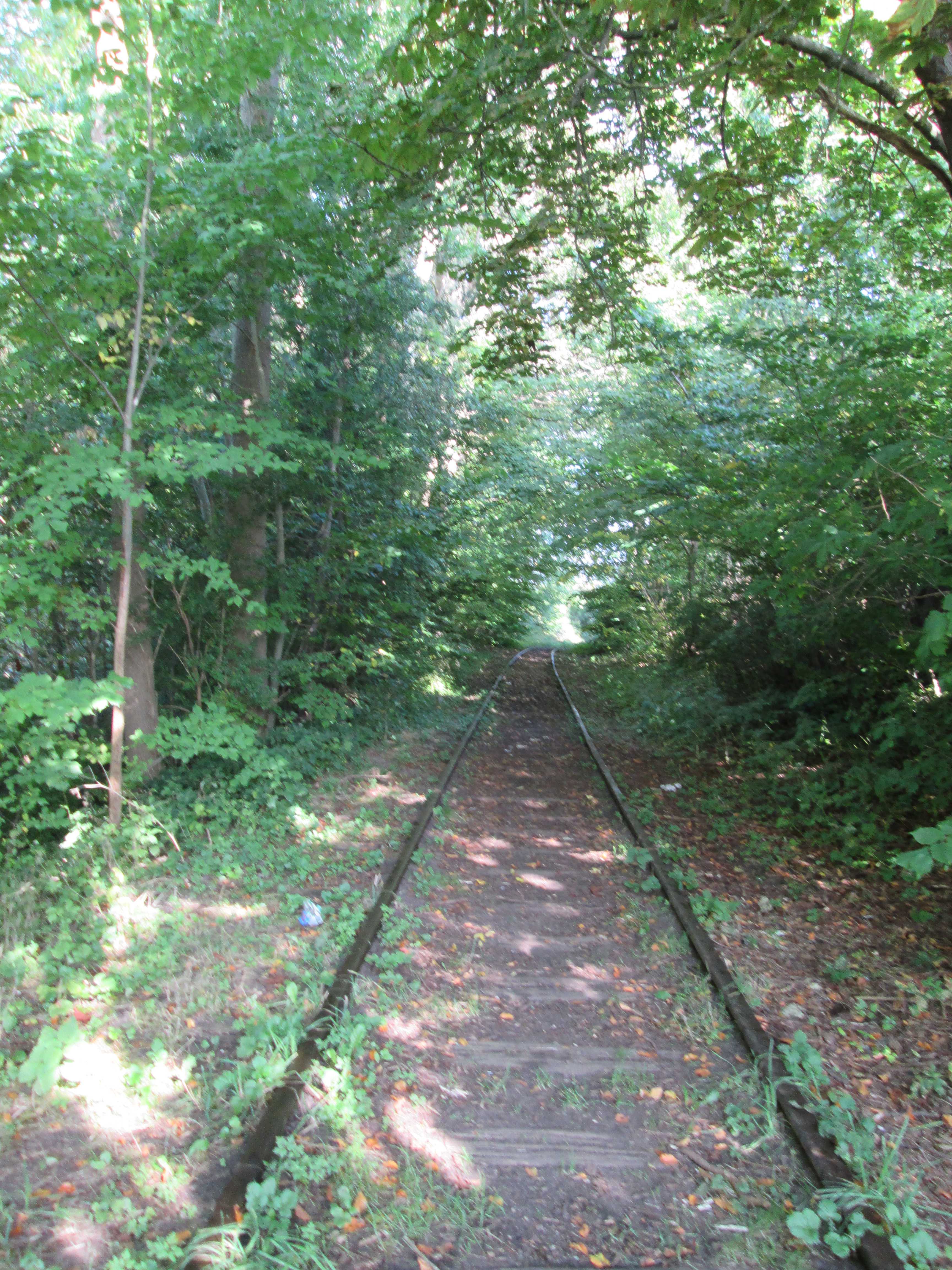 Jernbane mellem træer