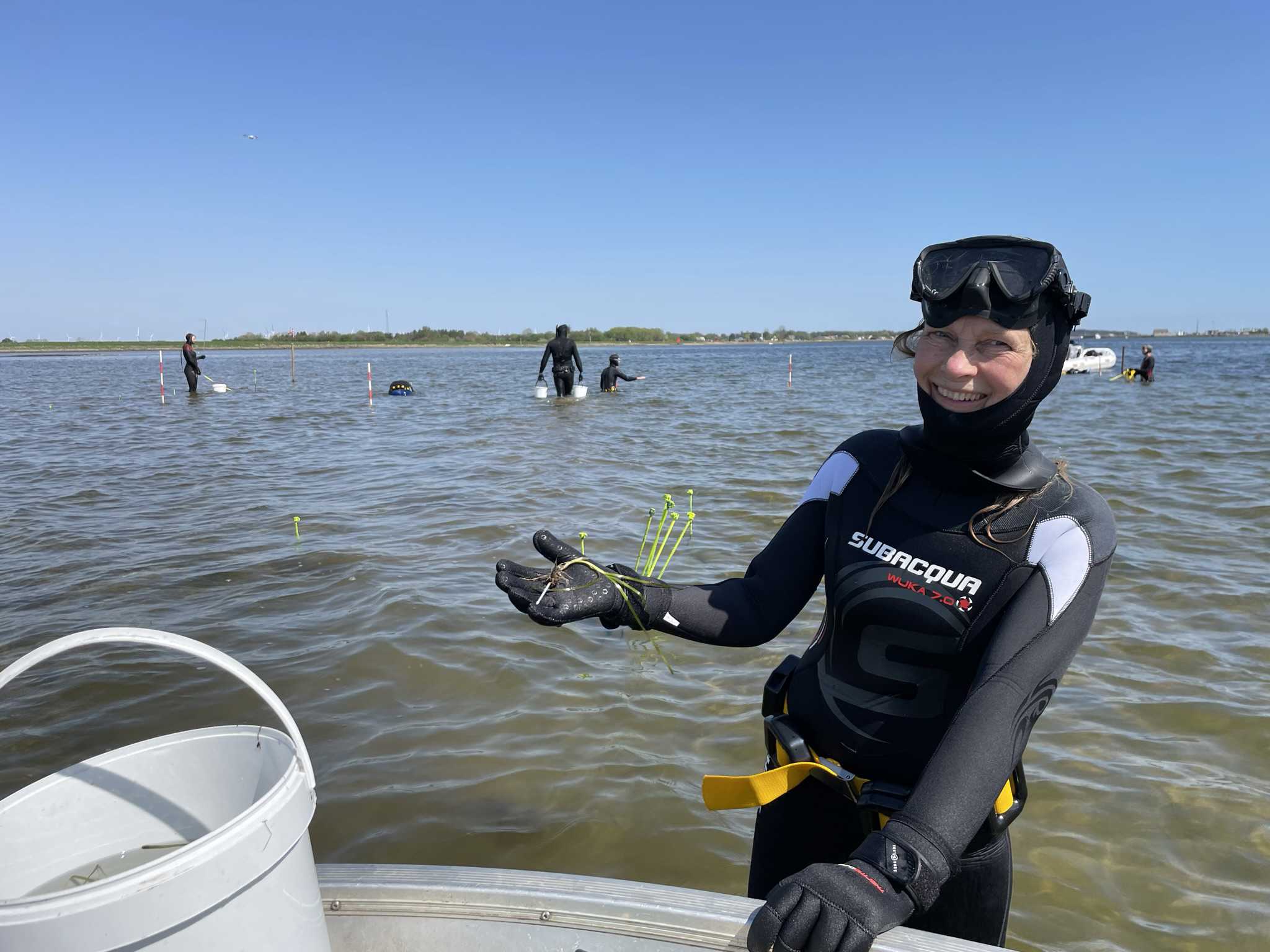Dykker med ålegræs