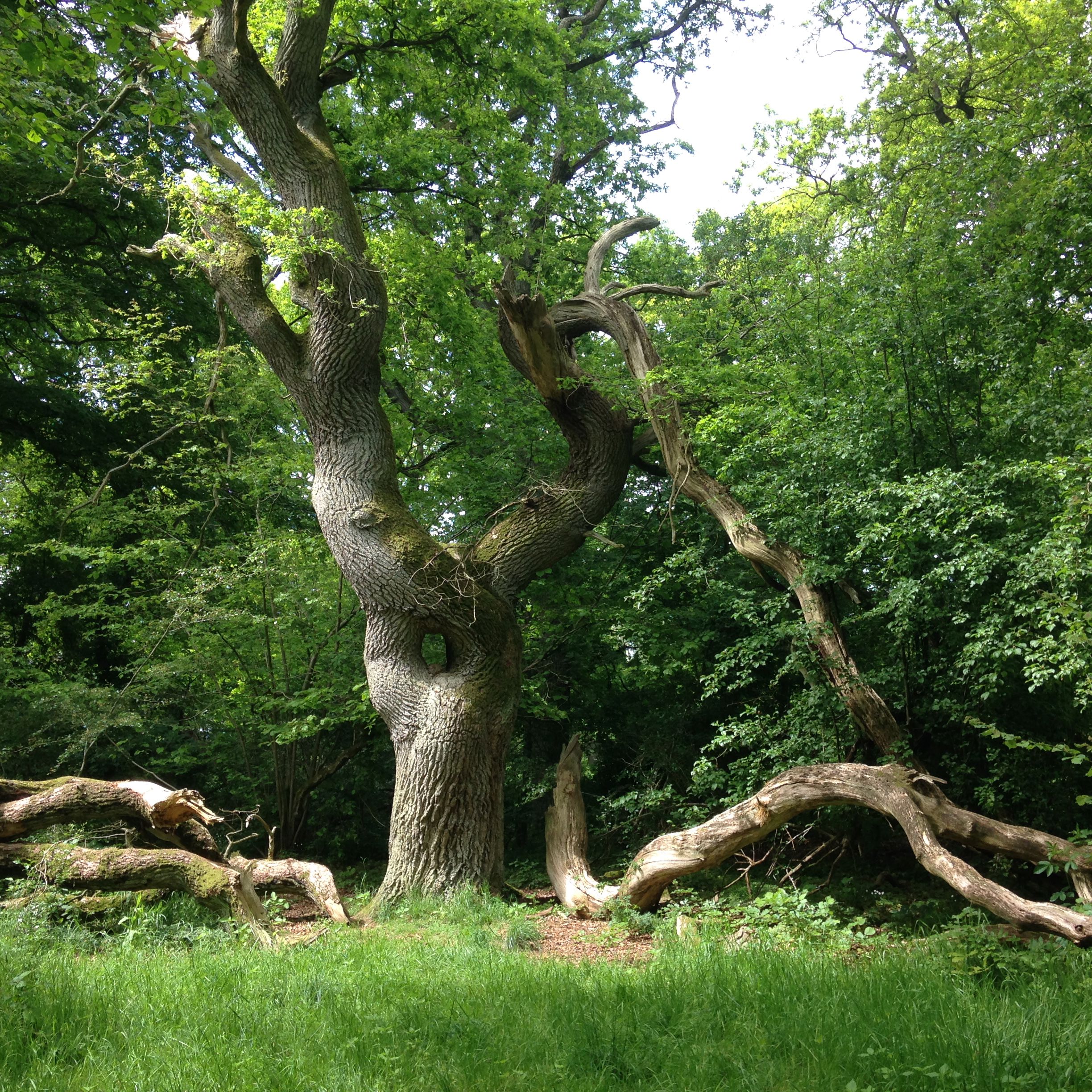 Langå Egeskov