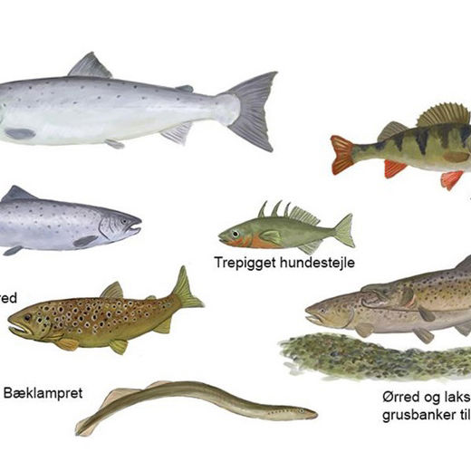 En illustration af Gudenåens fisk lavet af Gudenåkomitéen ved Stig Bachmann Nielsen, Naturplan