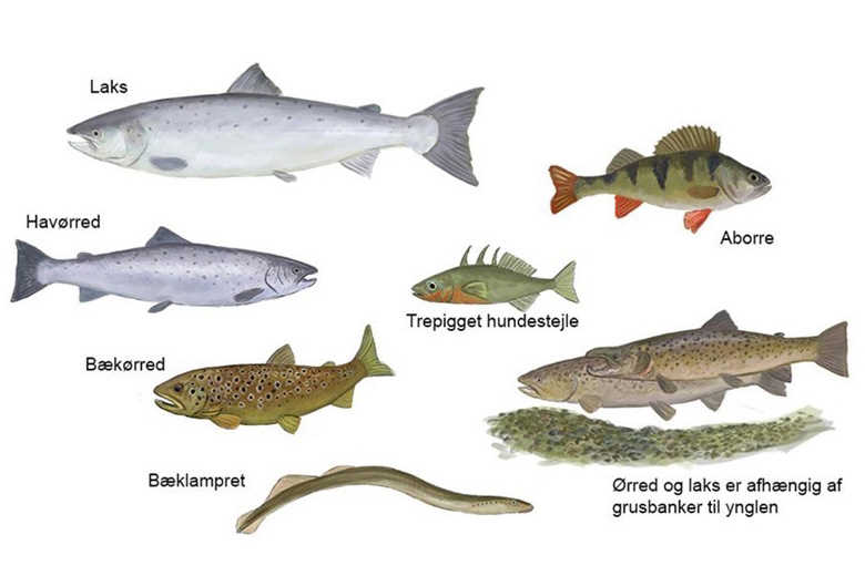 En illustration af Gudenåens fisk lavet af Gudenåkomitéen ved Stig Bachmann Nielsen, Naturplan