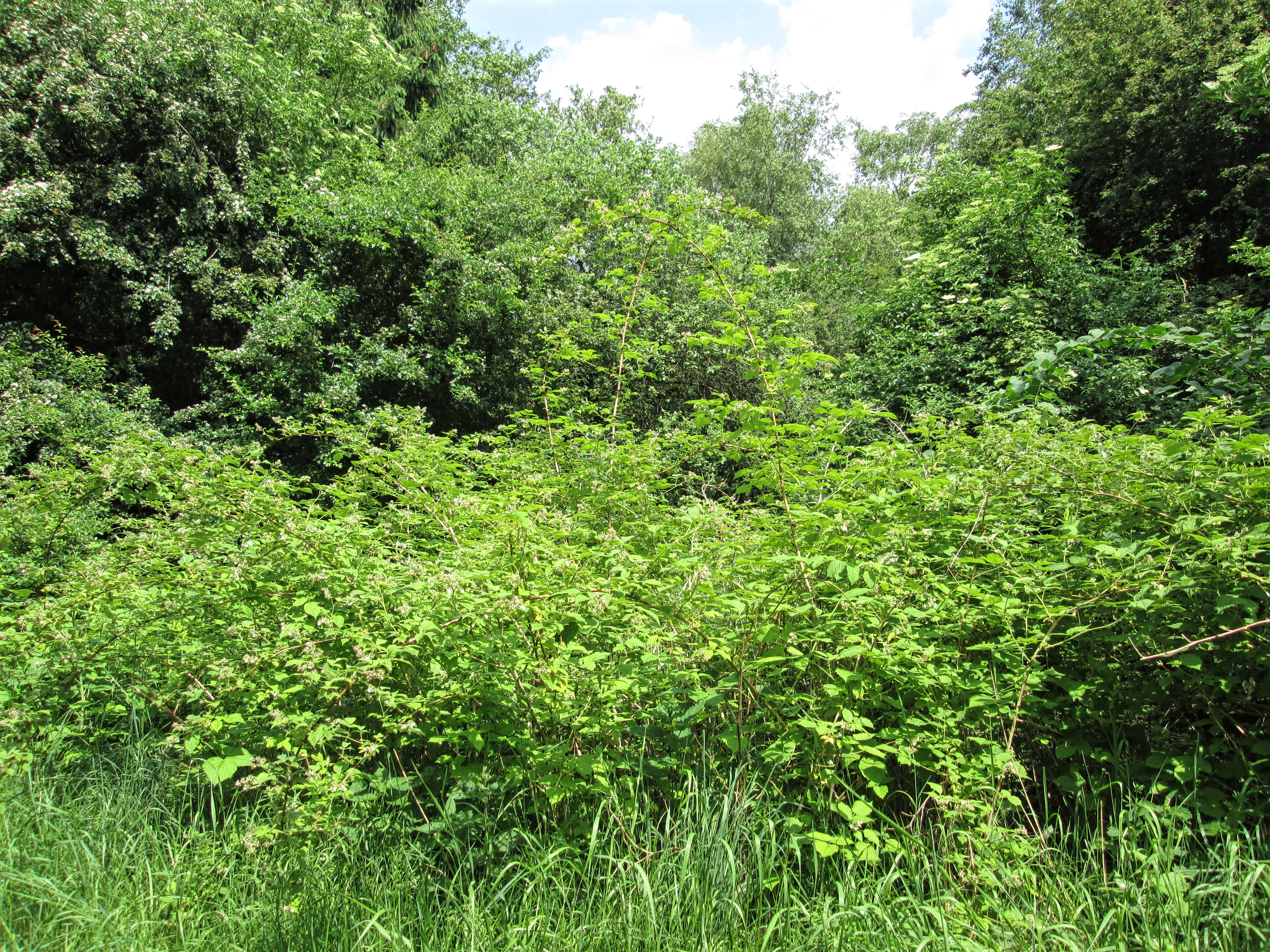 Buske ved Asferg Mose