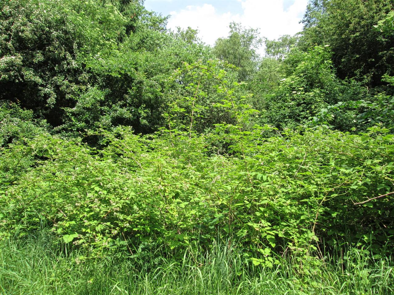 Buske ved Asferg Mose