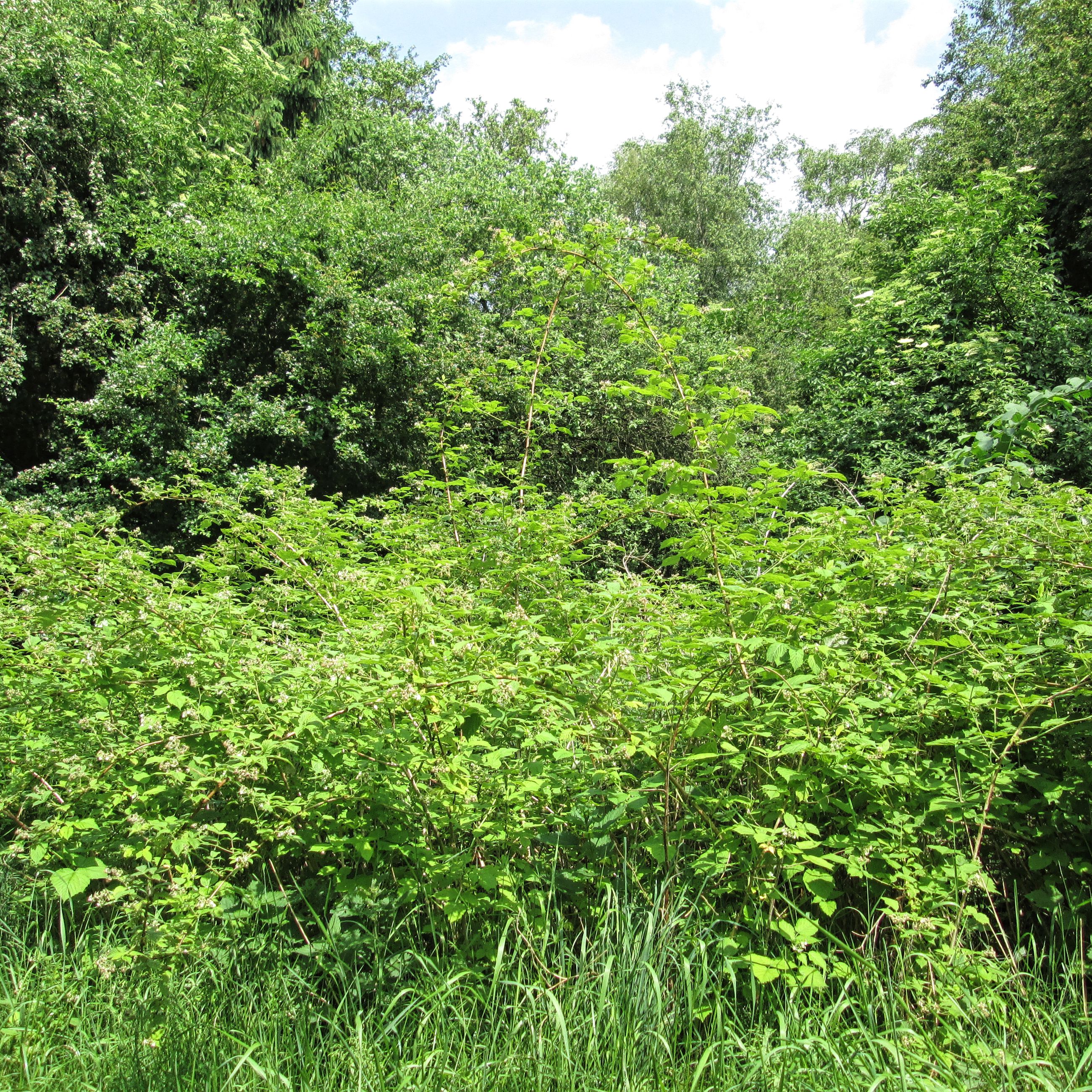 Buske ved Asferg Mose