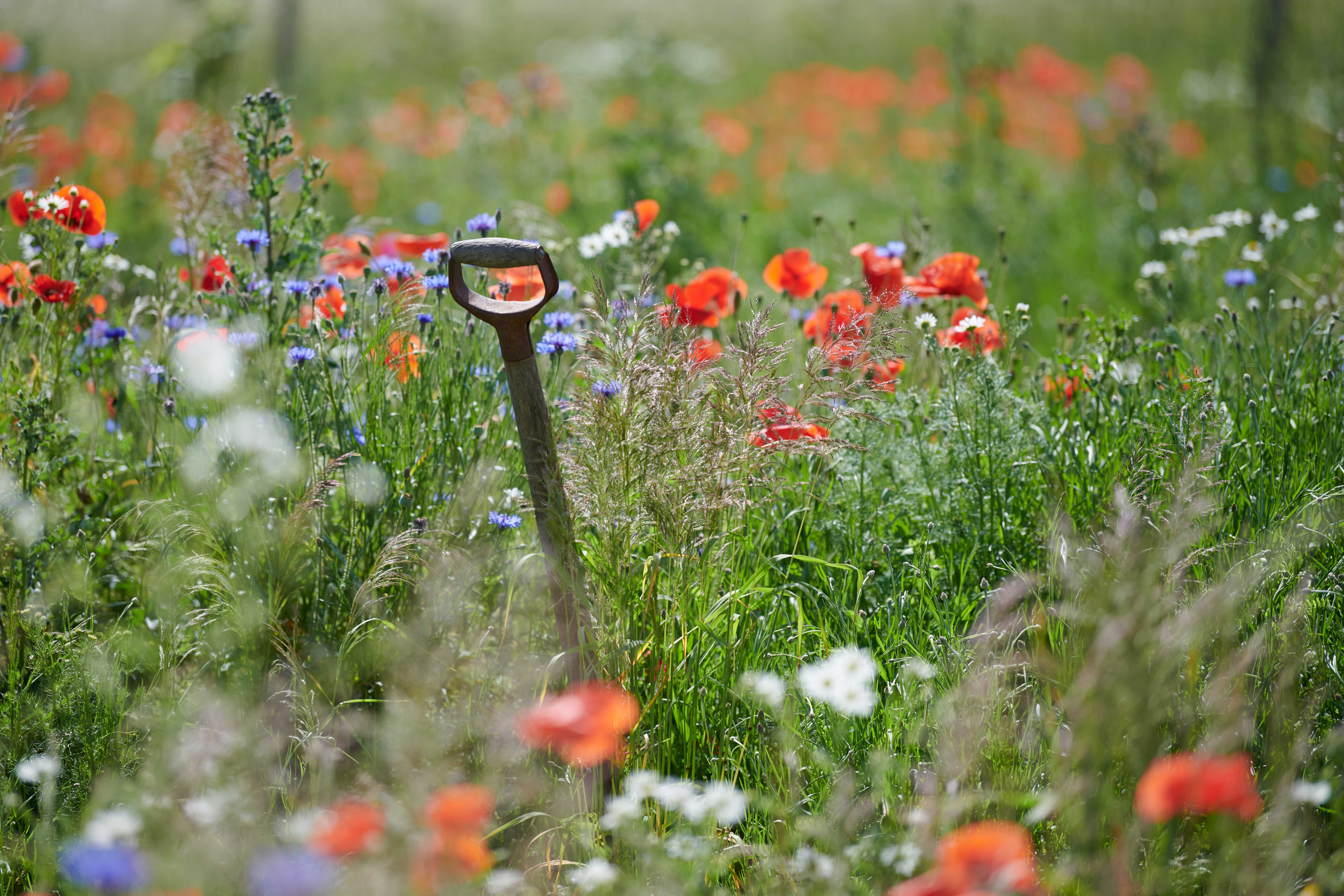 Havegreb i blomsterflor