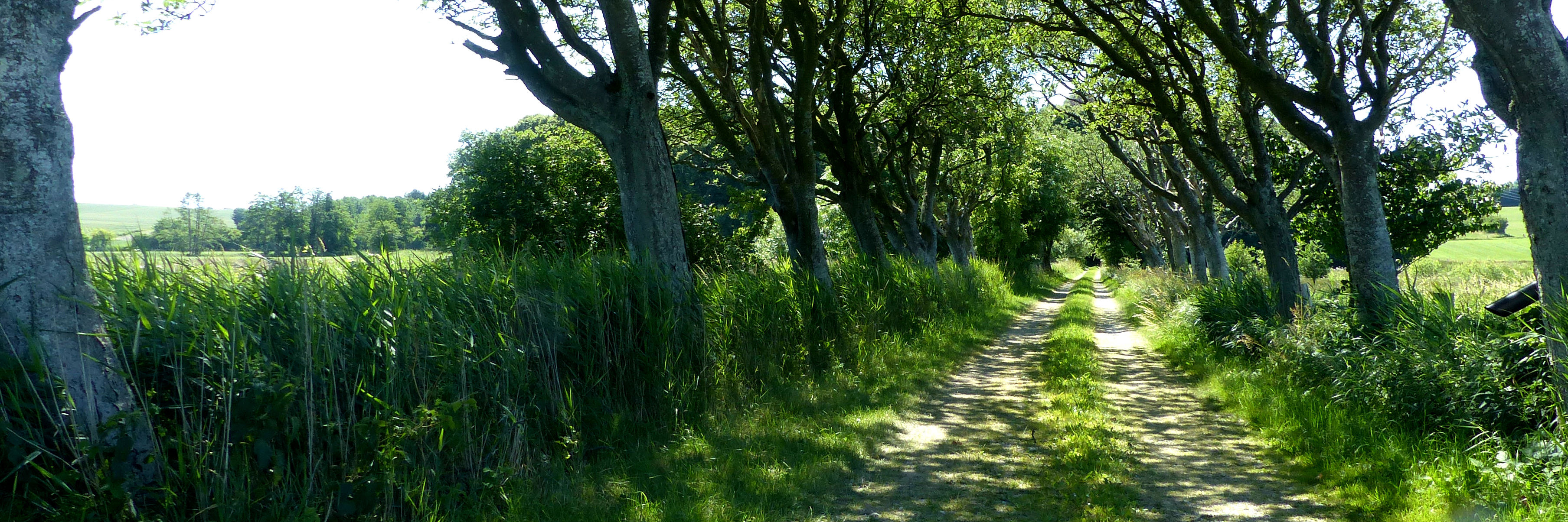 Frisenvold Alleen