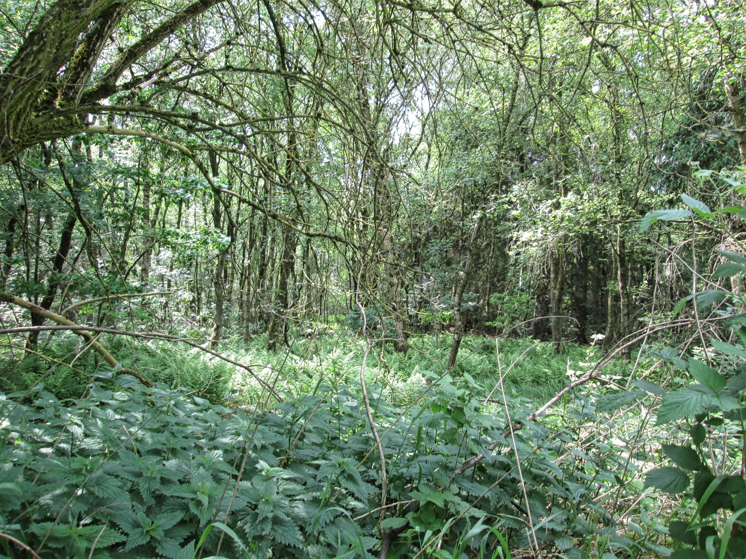 Planter og træer ved Asferg Mose