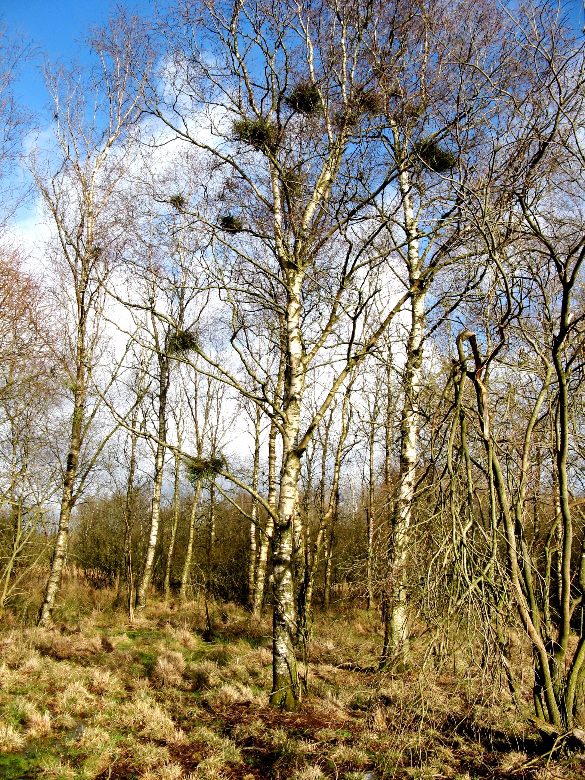 Træer ved Gallemosen