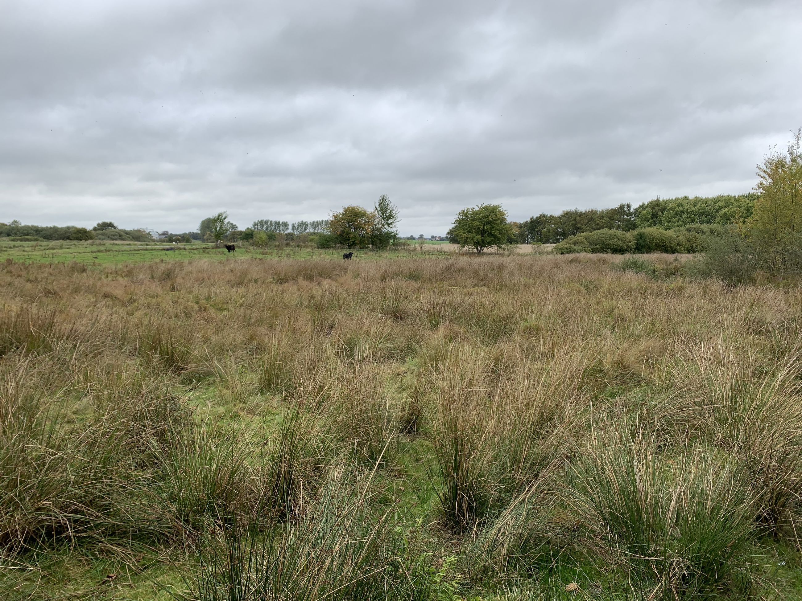 Køer på mark ved Gallemosen