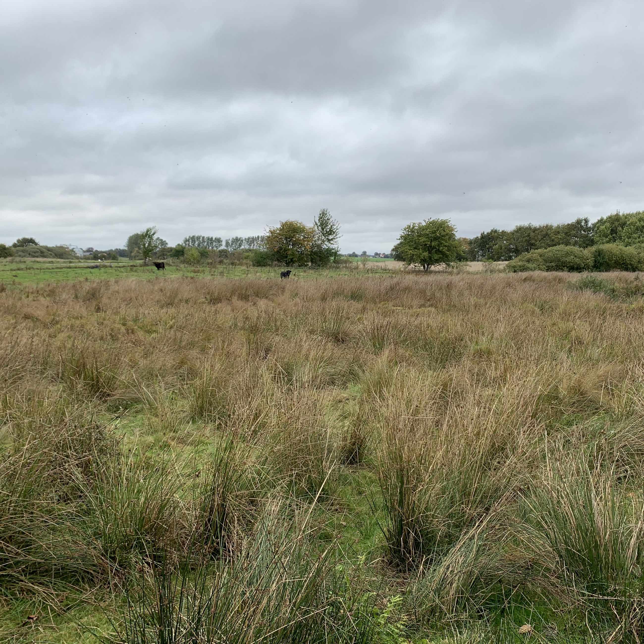 Køer på mark ved Gallemosen