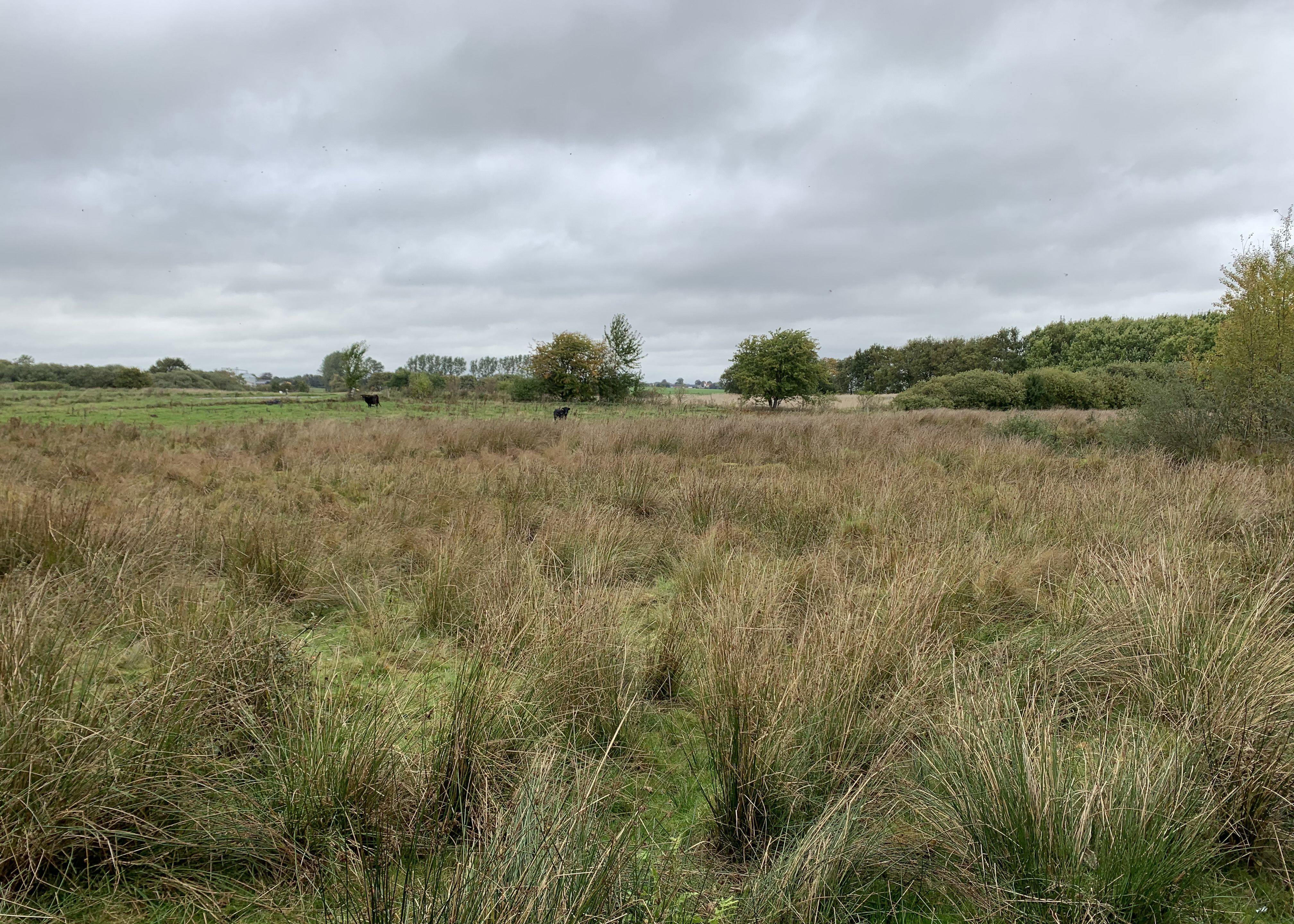 Køer på mark ved Gallemosen