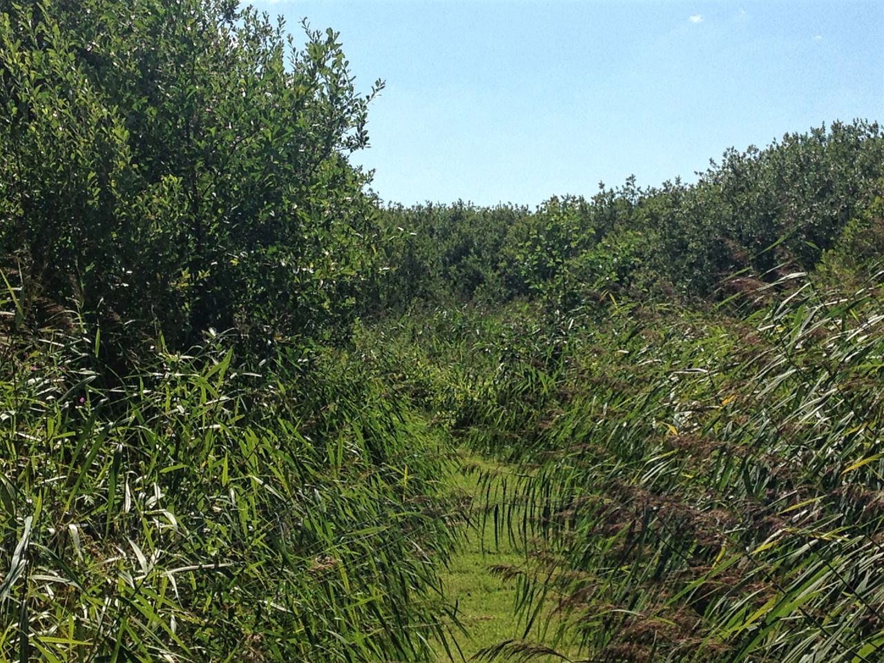 Buske i området ved Gjerlev Kær