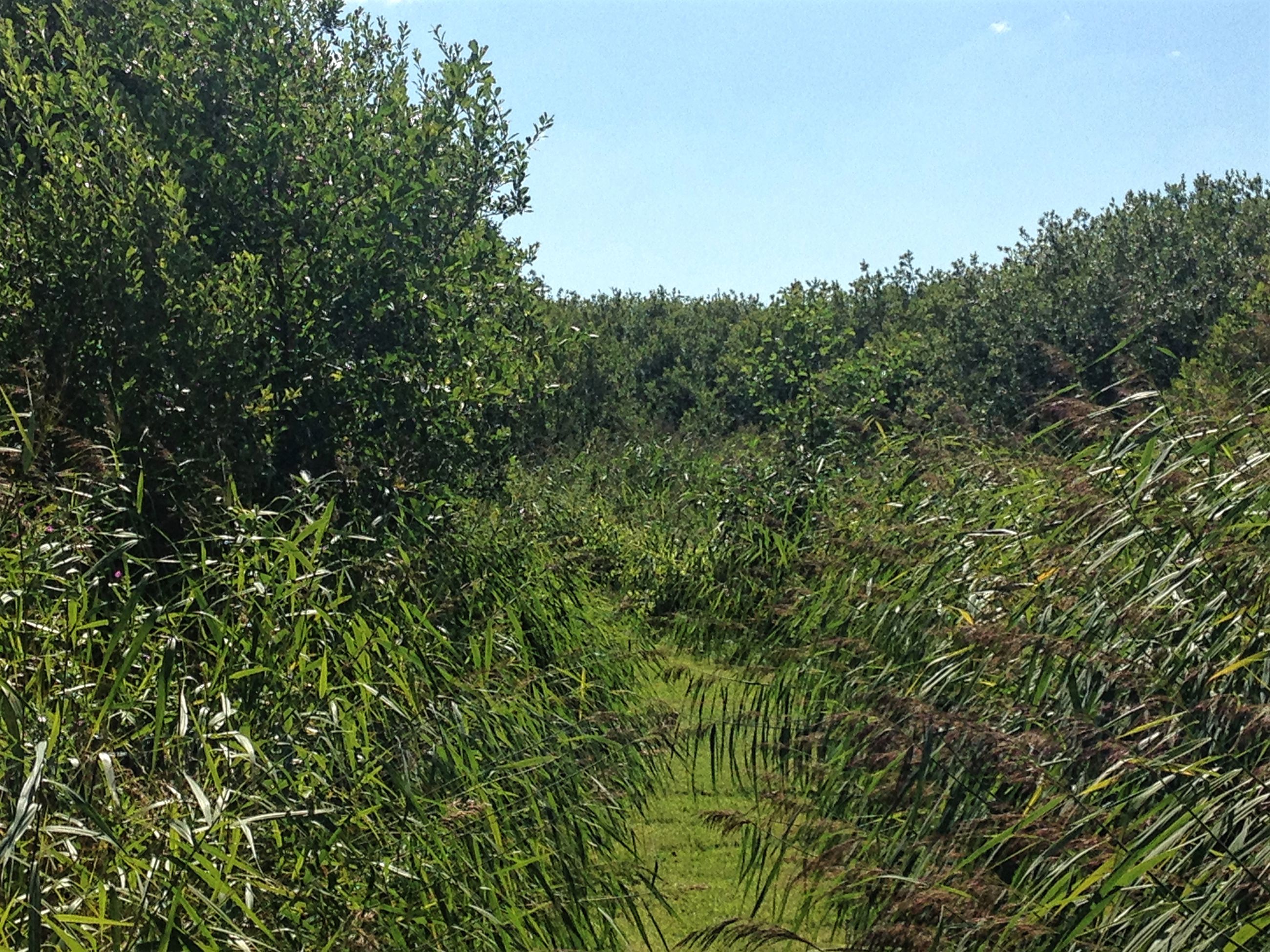 Buske i området ved Gjerlev Kær