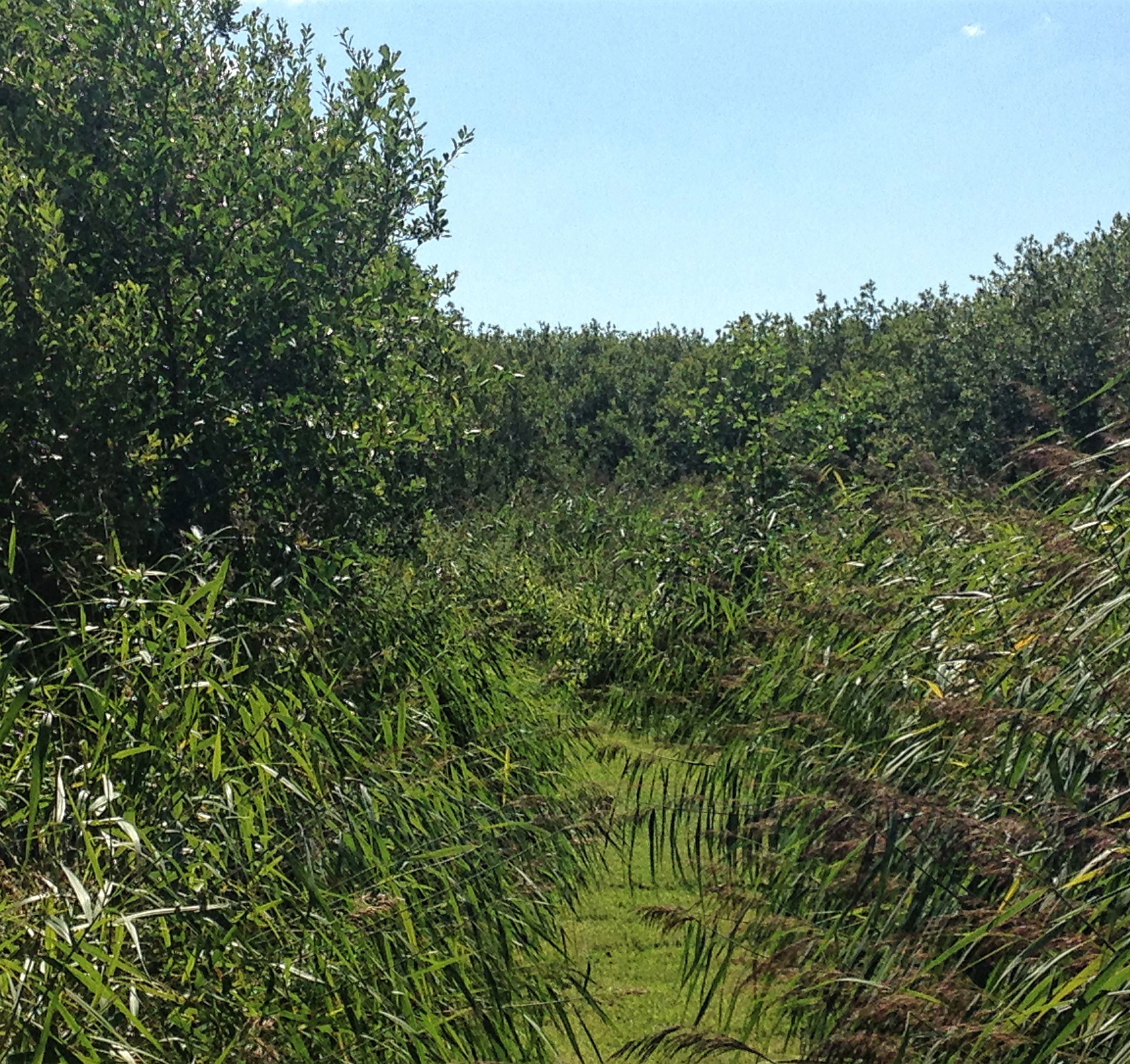 Buske i området ved Gjerlev Kær