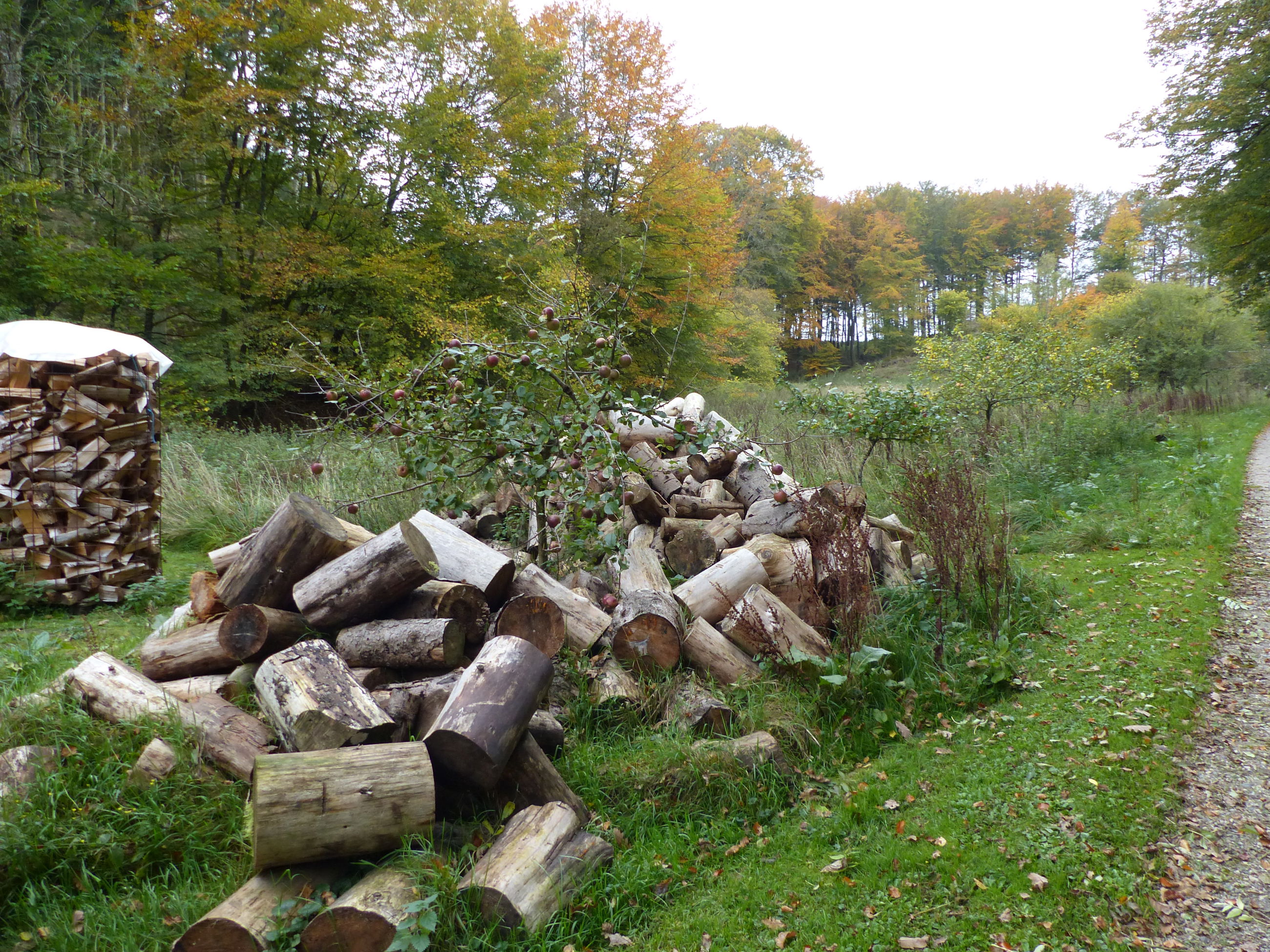 Brændestabel i Fussingø Skov