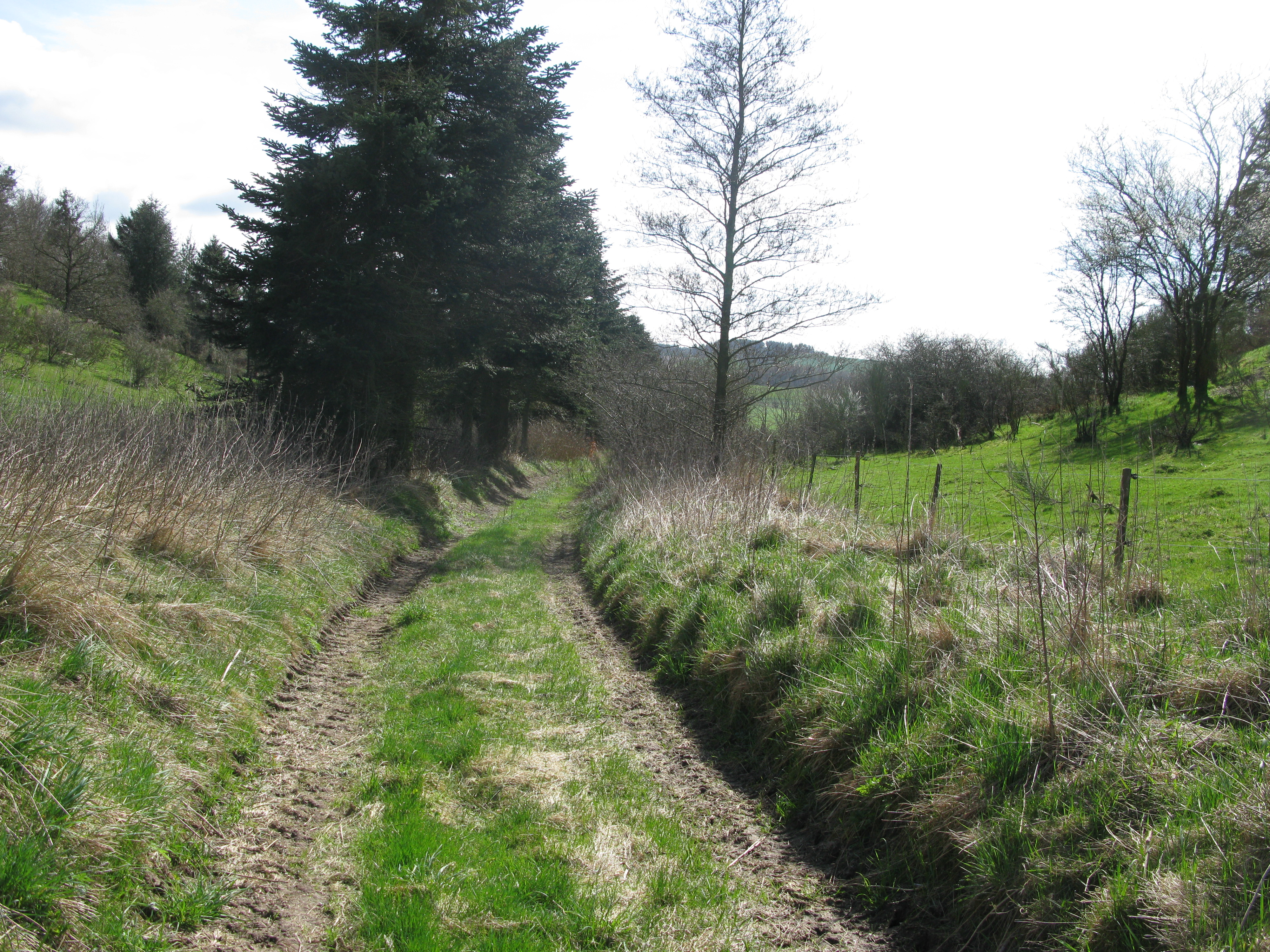 Sti mellem marker og skov