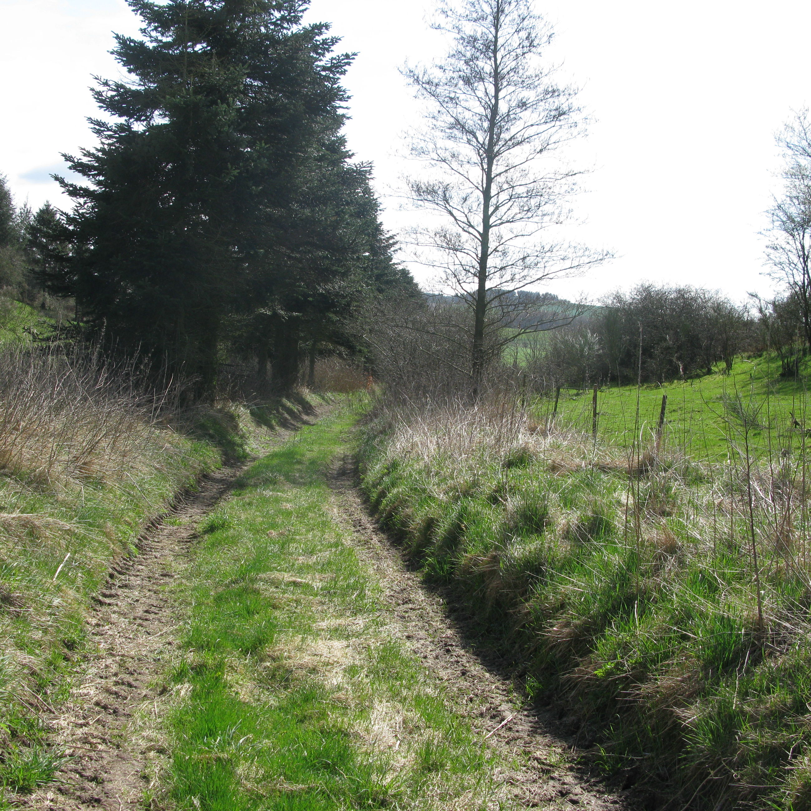 Sti mellem marker og skov