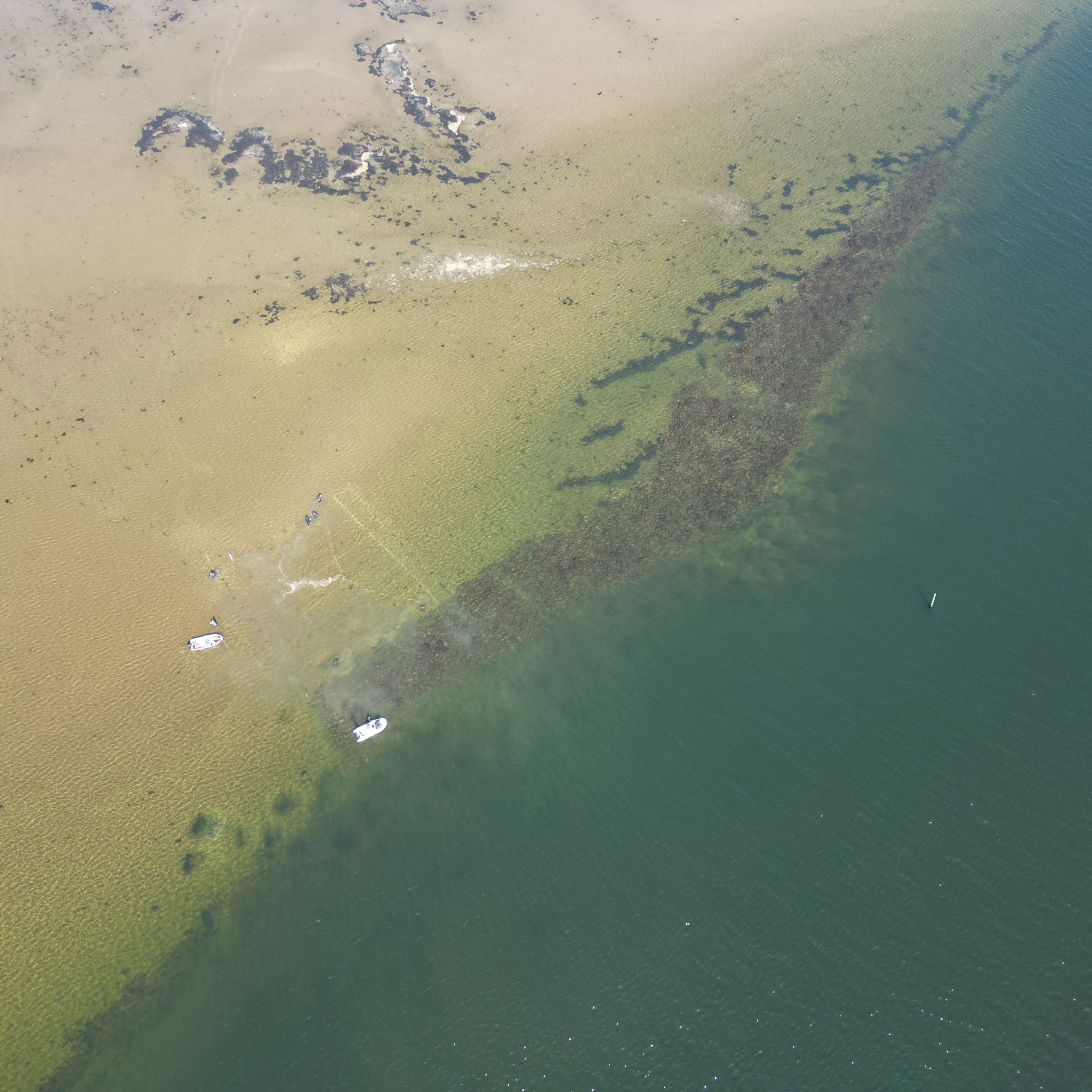 Ålegræs i fjorden ved Udbyhøj