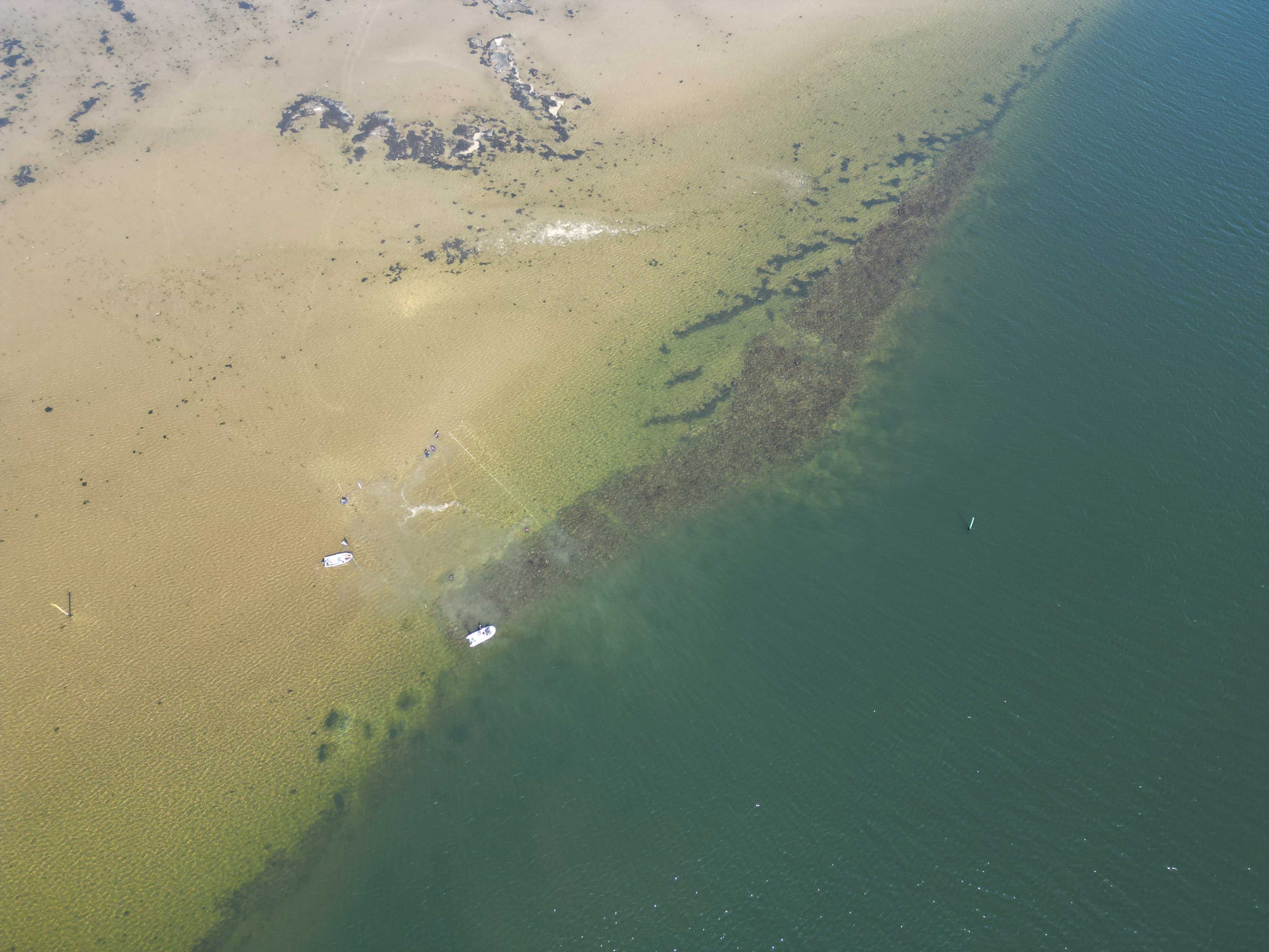 Ålegræs i fjorden ved Udbyhøj