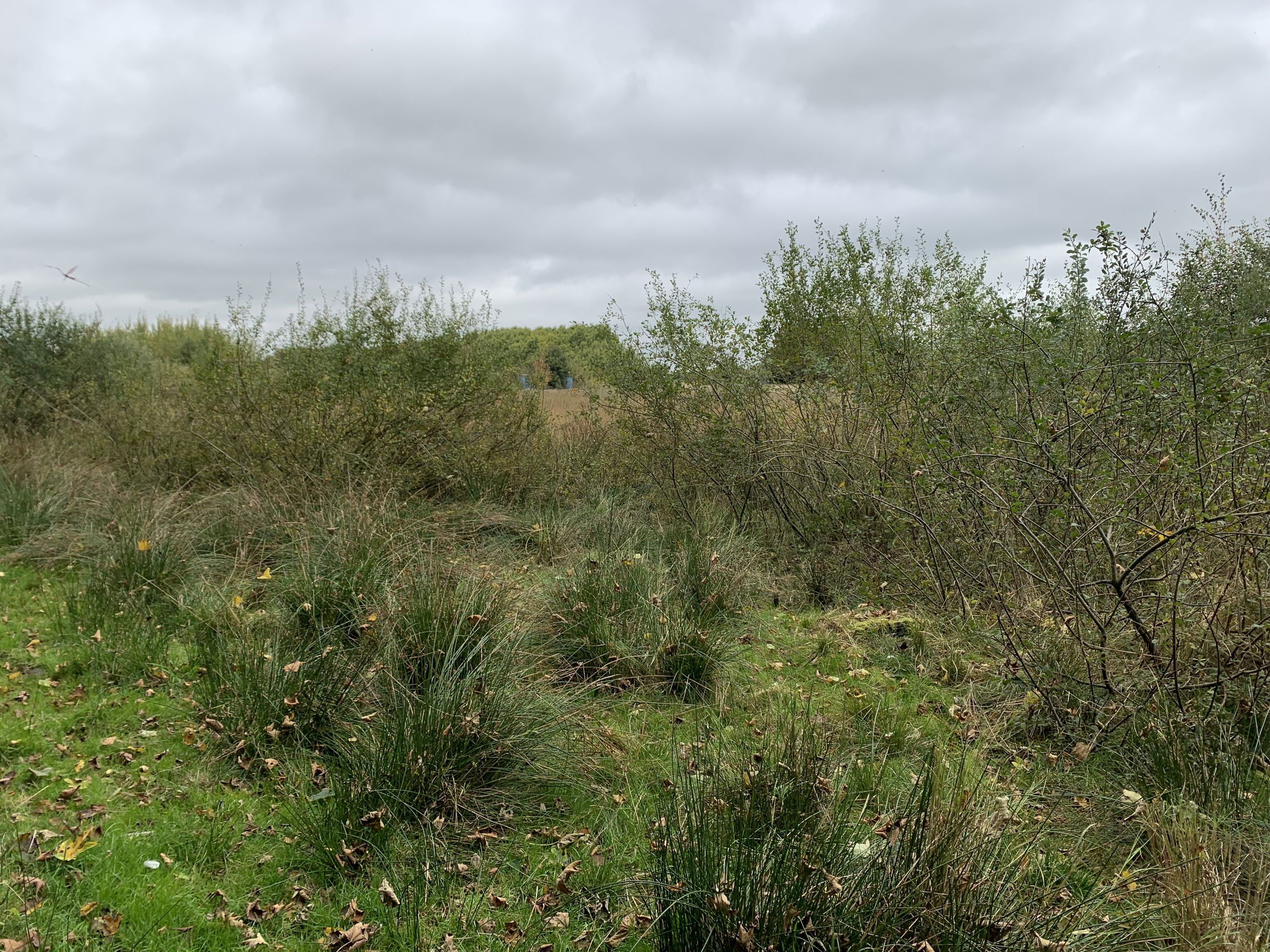 Området ved Gallemosen