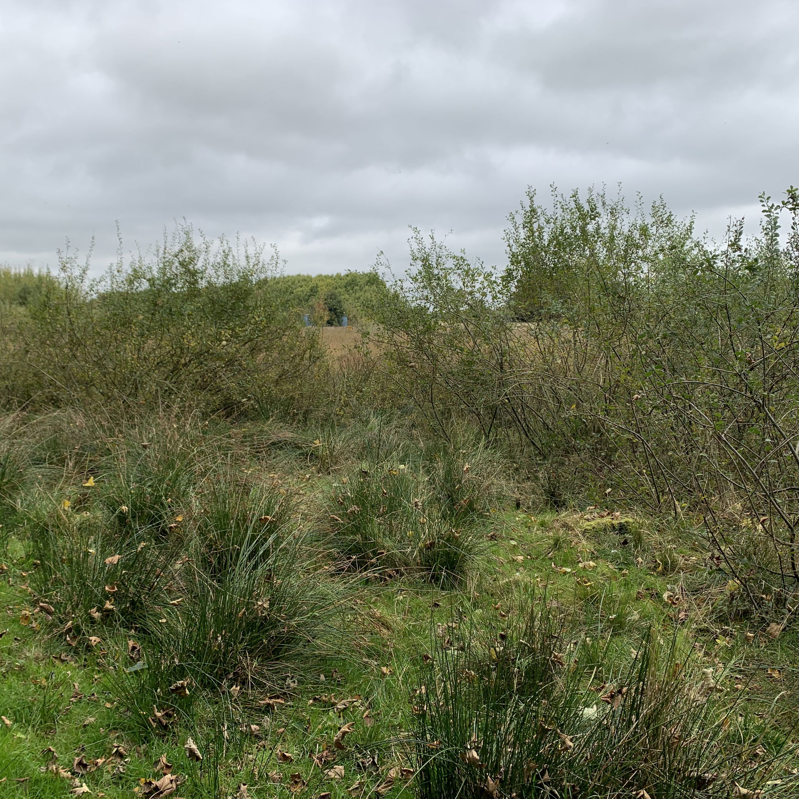 Området ved Gallemosen