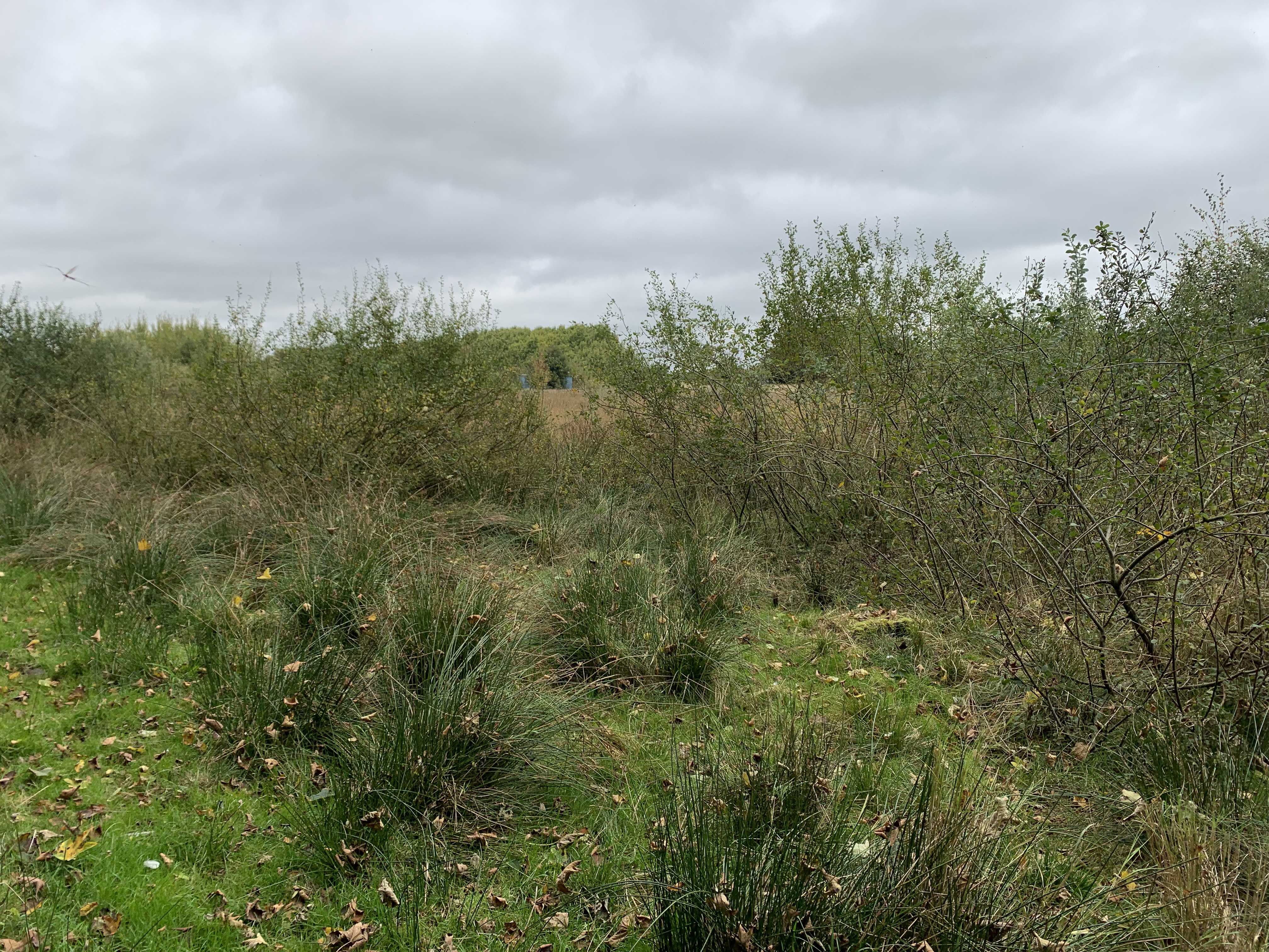 Området ved Gallemosen