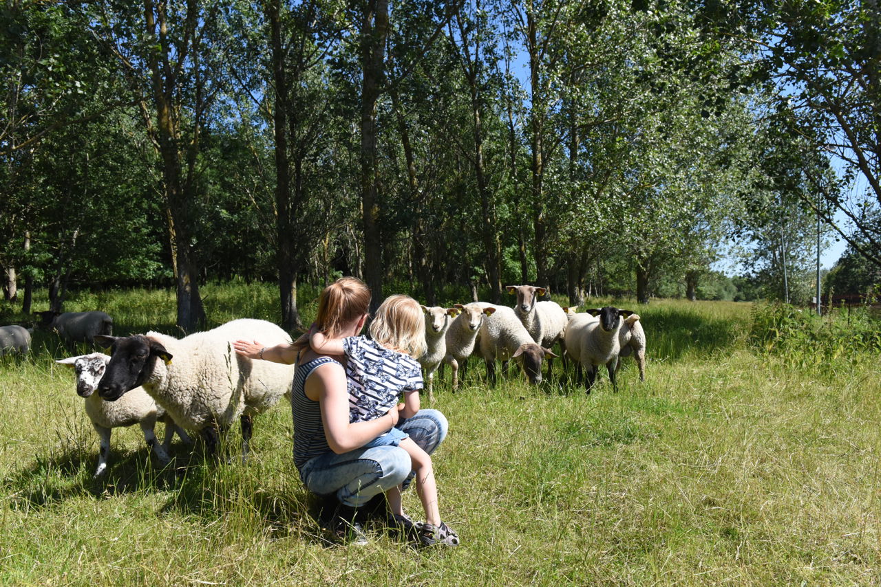 Mor og barn ved får i Skovholmen