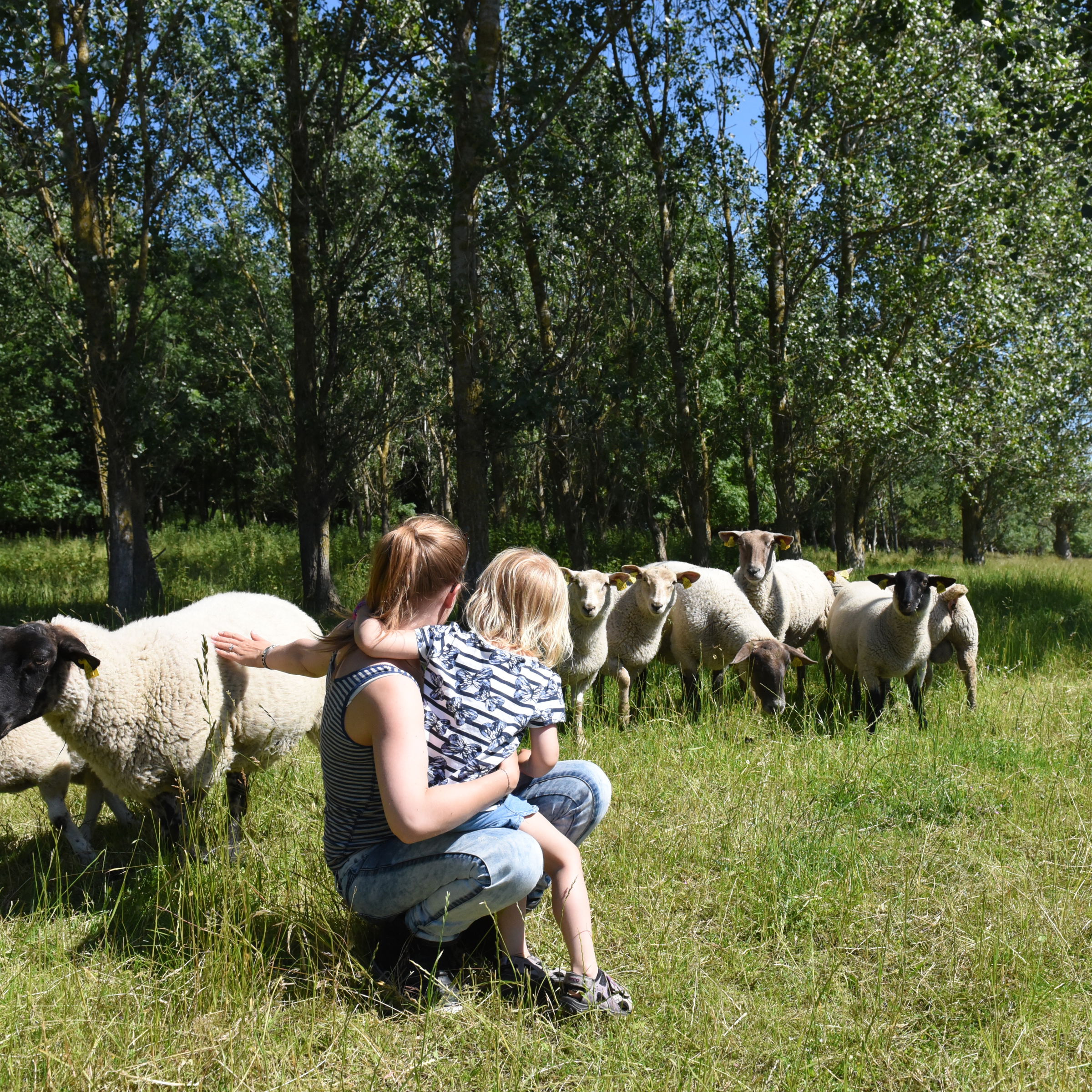 Mor og barn ved får i Skovholmen