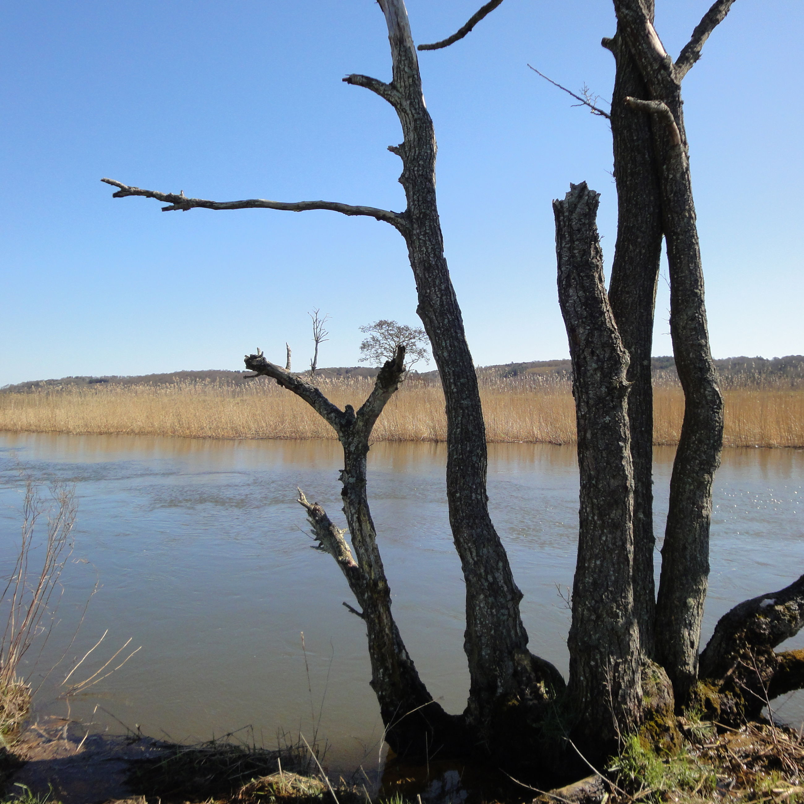 I pramdragernes spor