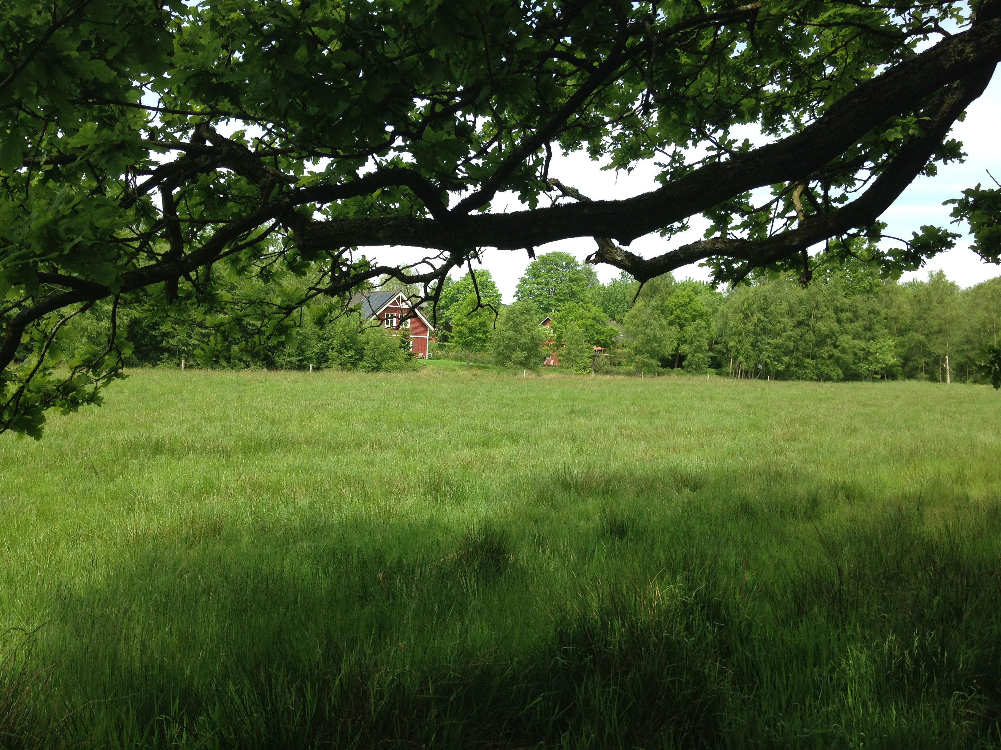 Bynær natur ved Langå