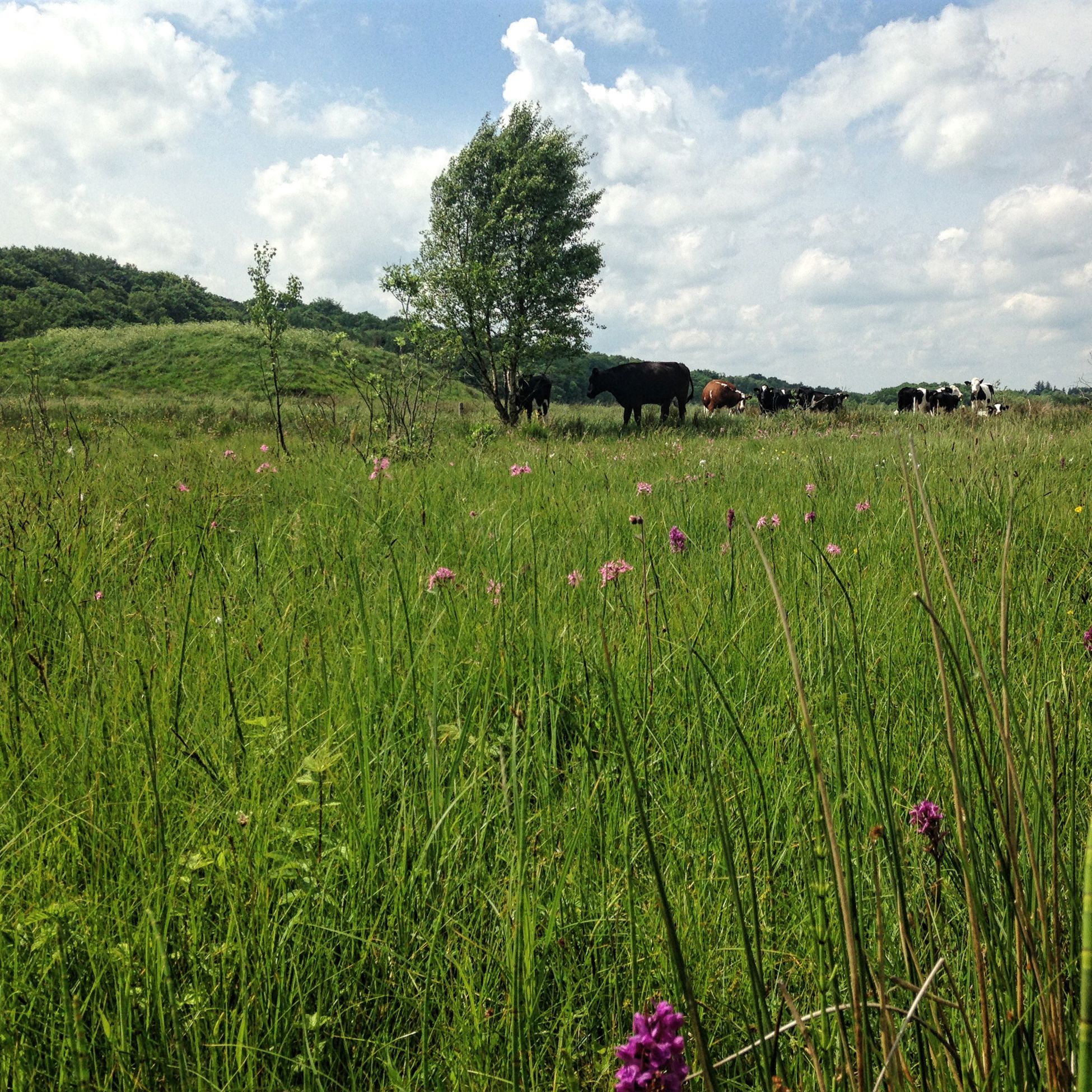 Køer, ulvholm, gøgeurt og trævlekrone