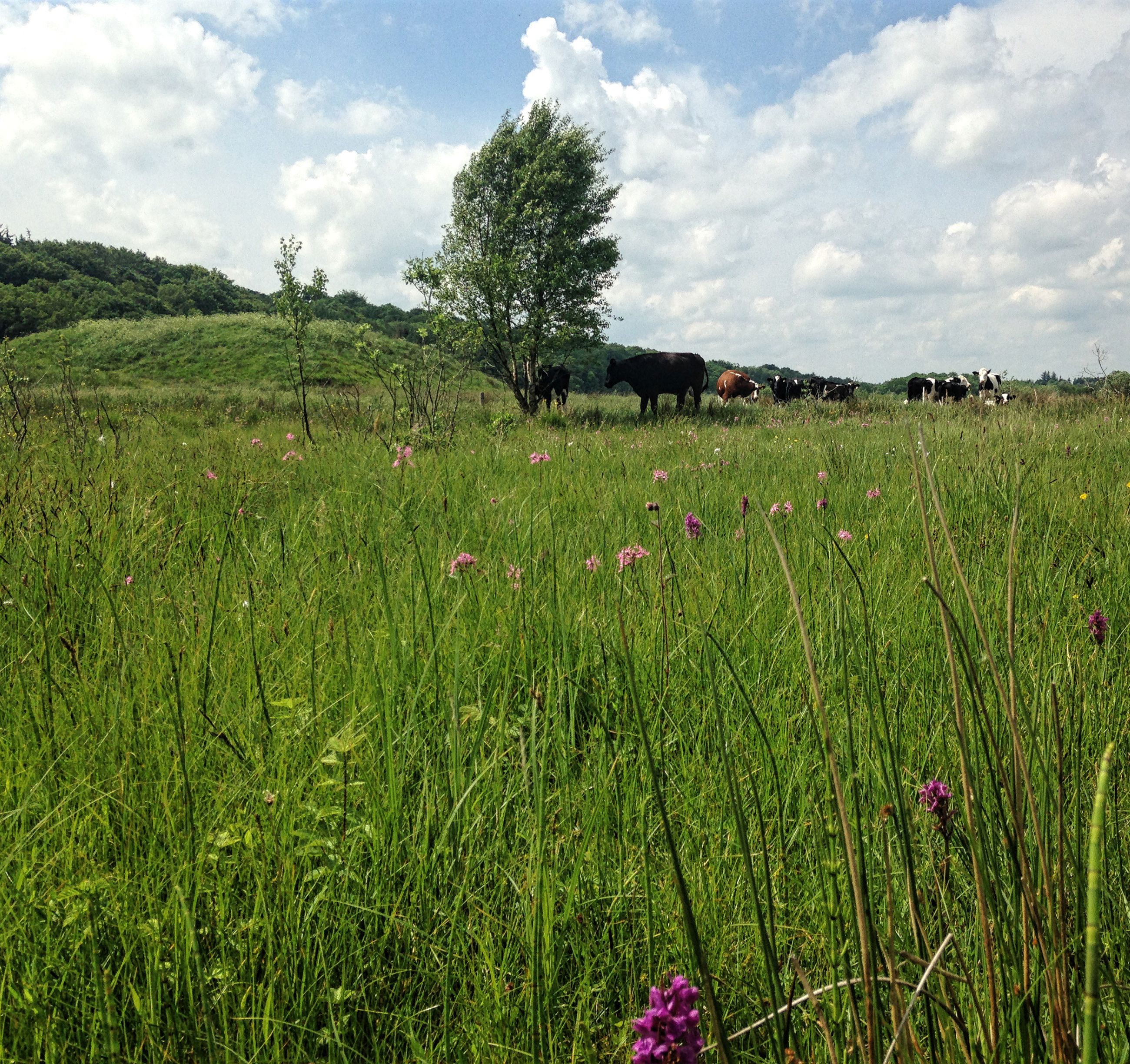 Køer, ulvholm, gøgeurt og trævlekrone
