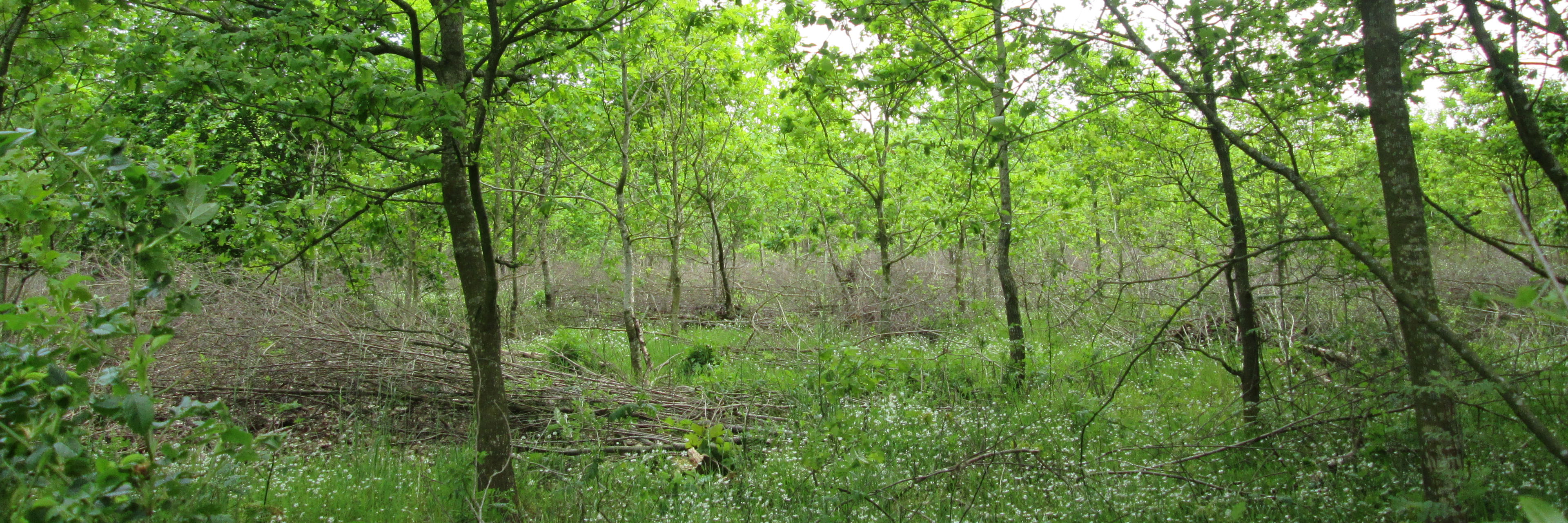 Langå Egeskov