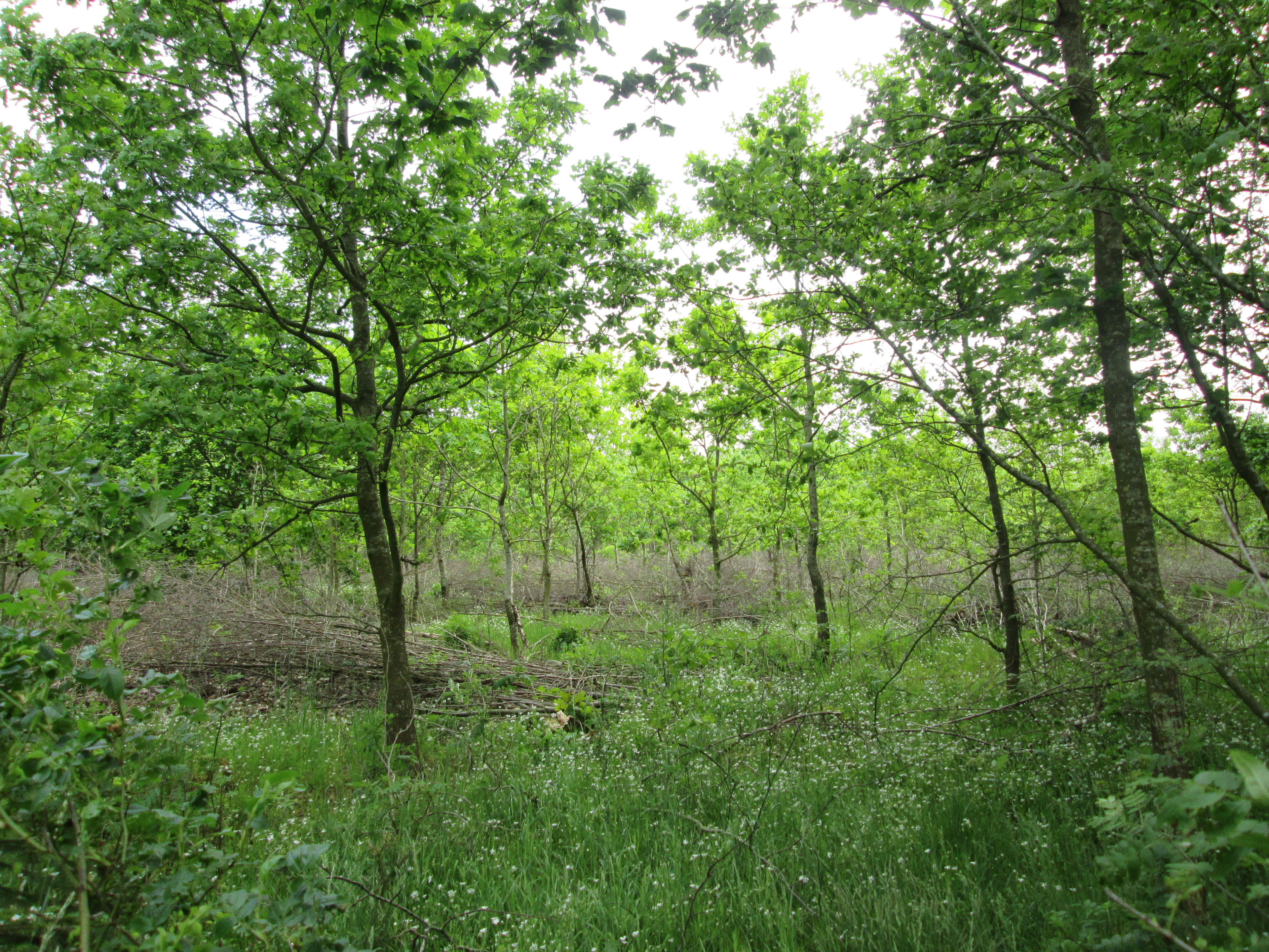 Langå Egeskov