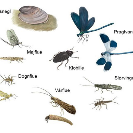 En illustration af Gudenåens insekter lavet af Gudenåkomitéen ved Stig Bachmann Nielsen, Naturplan
