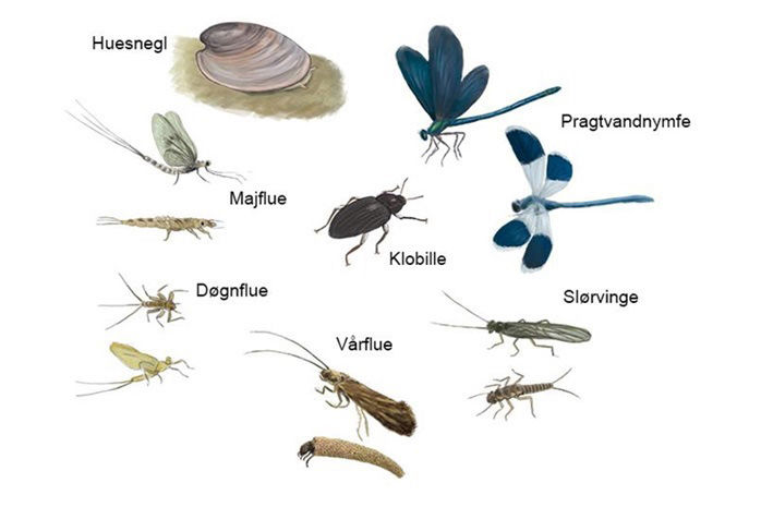 En illustration af Gudenåens insekter lavet af Gudenåkomitéen ved Stig Bachmann Nielsen, Naturplan