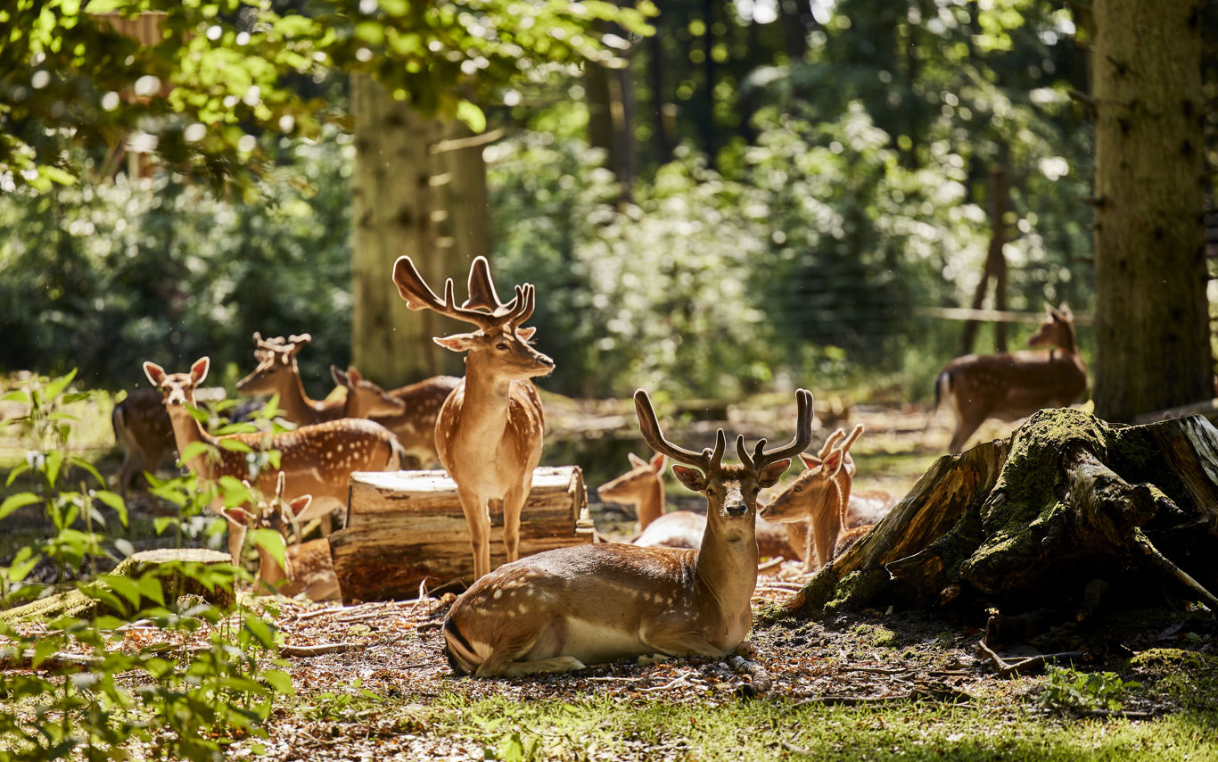 Dådyr i Randers Dyrehave