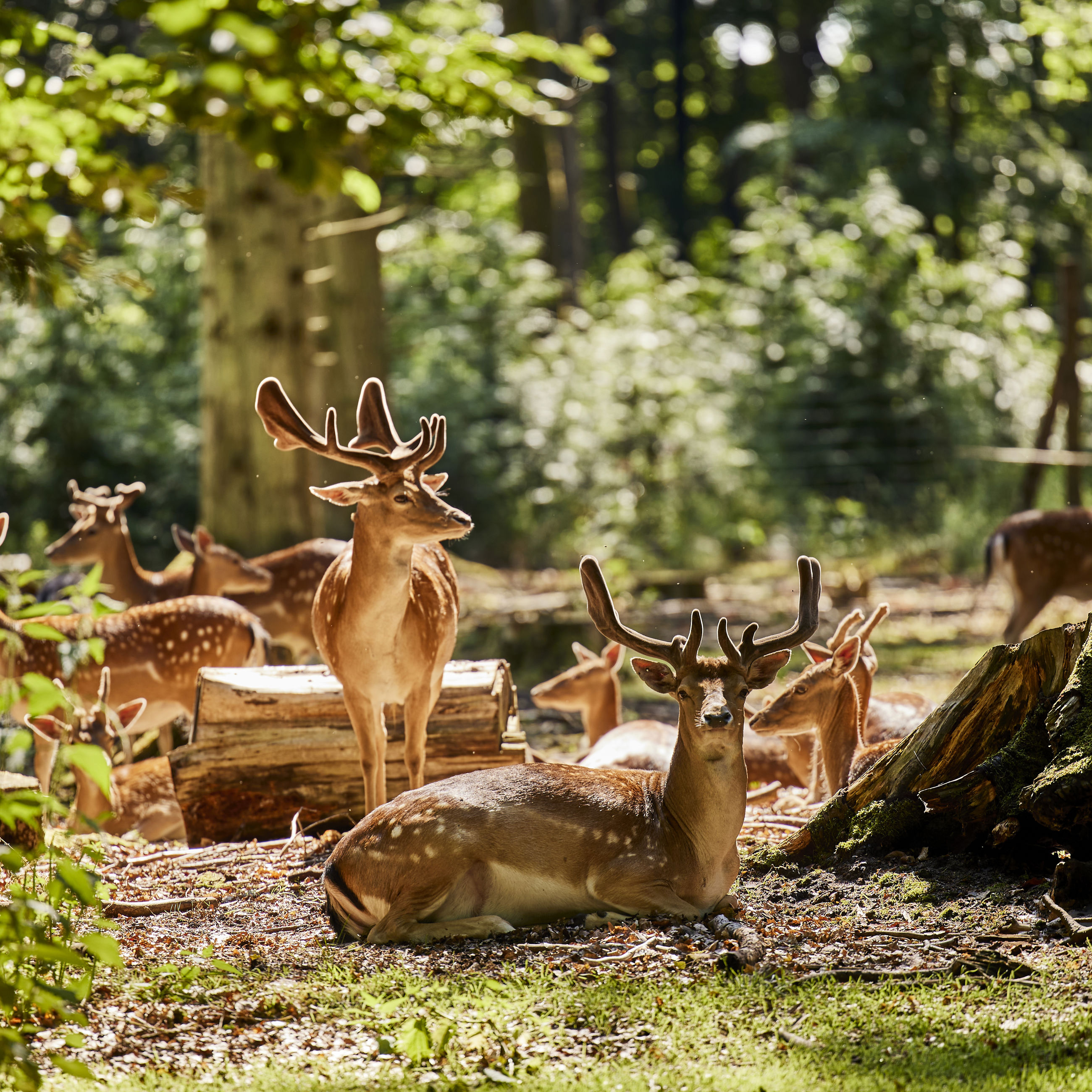 Dådyr i Randers Dyrehave