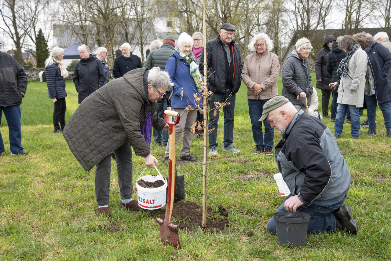 Plantning af træ i forbindelse med fejringen af borger nr. 100.000 i Asferg