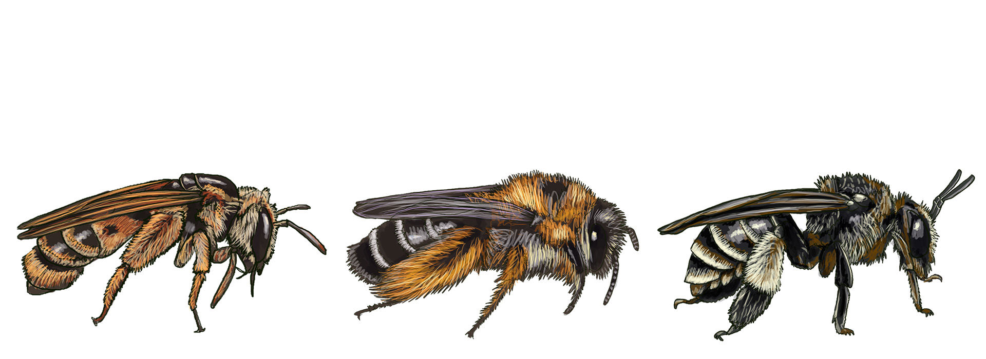 Illustration - Kan du finde en kræsen bi