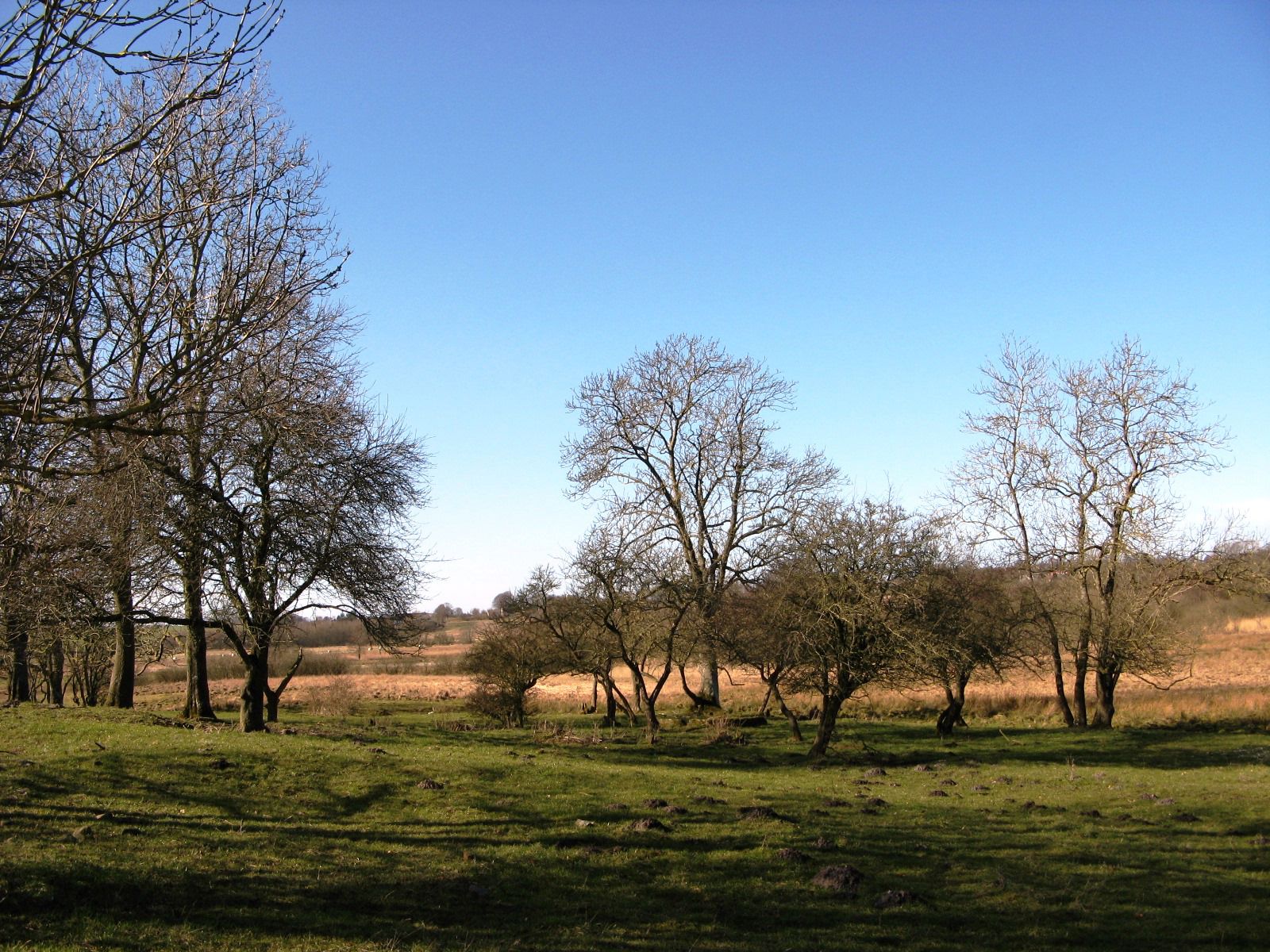 Træer og marker i området ved Gjerlev Kær