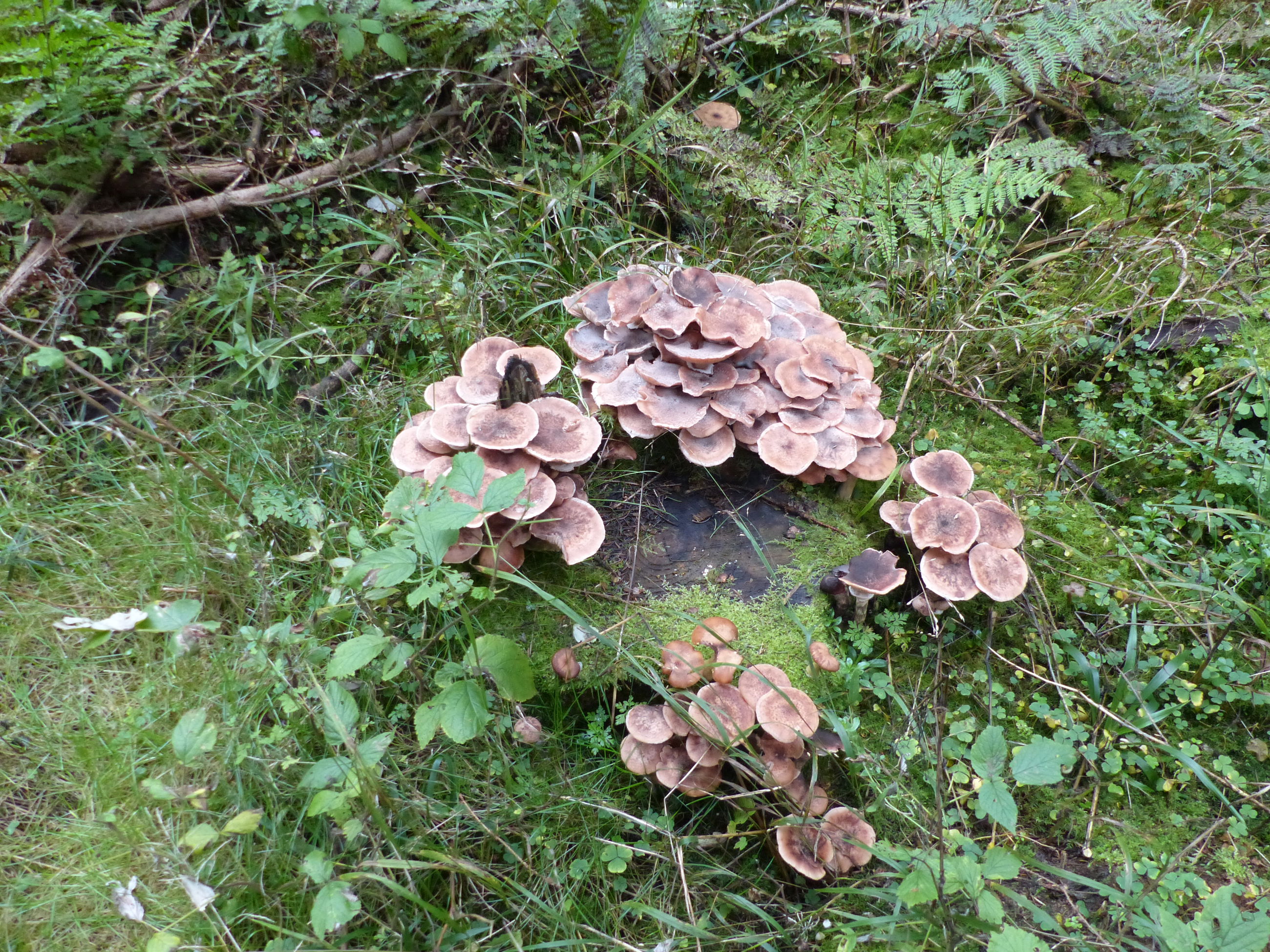 Honningsvamp på stub i Fussingø Skov