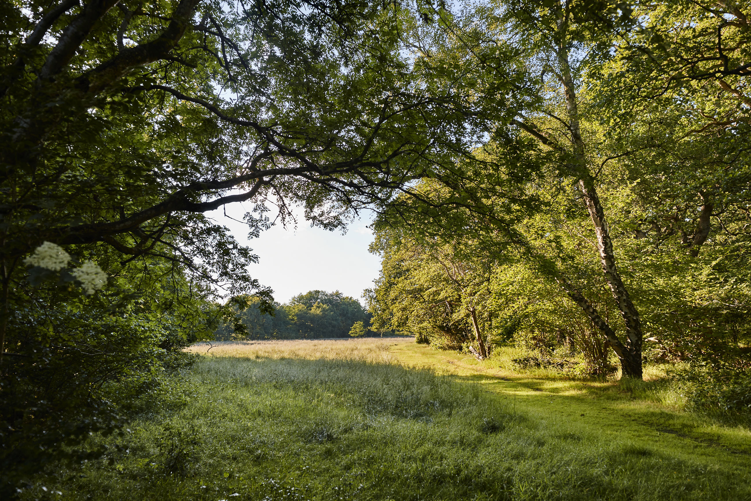 Egeskoven ved Langå