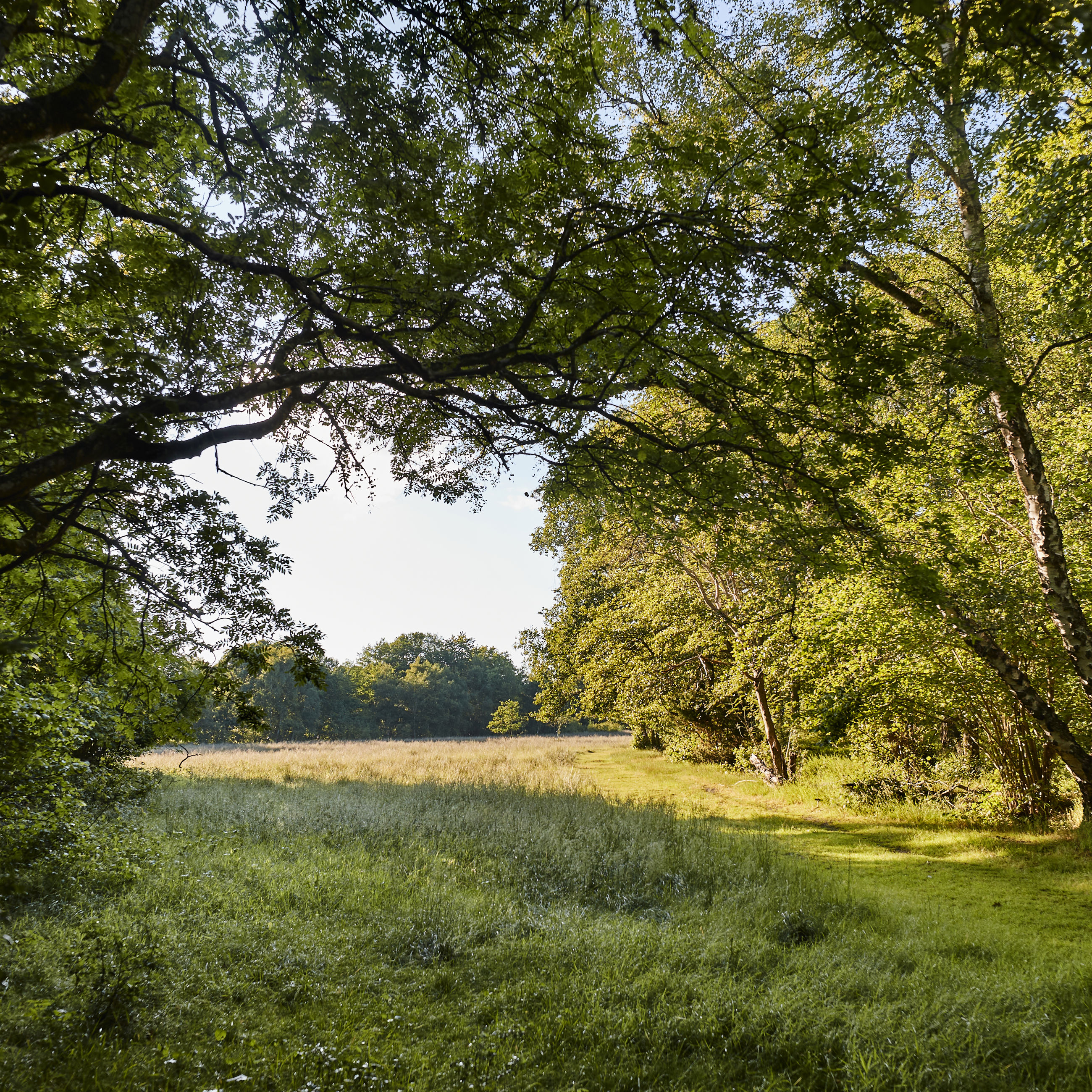 Egeskoven ved Langå