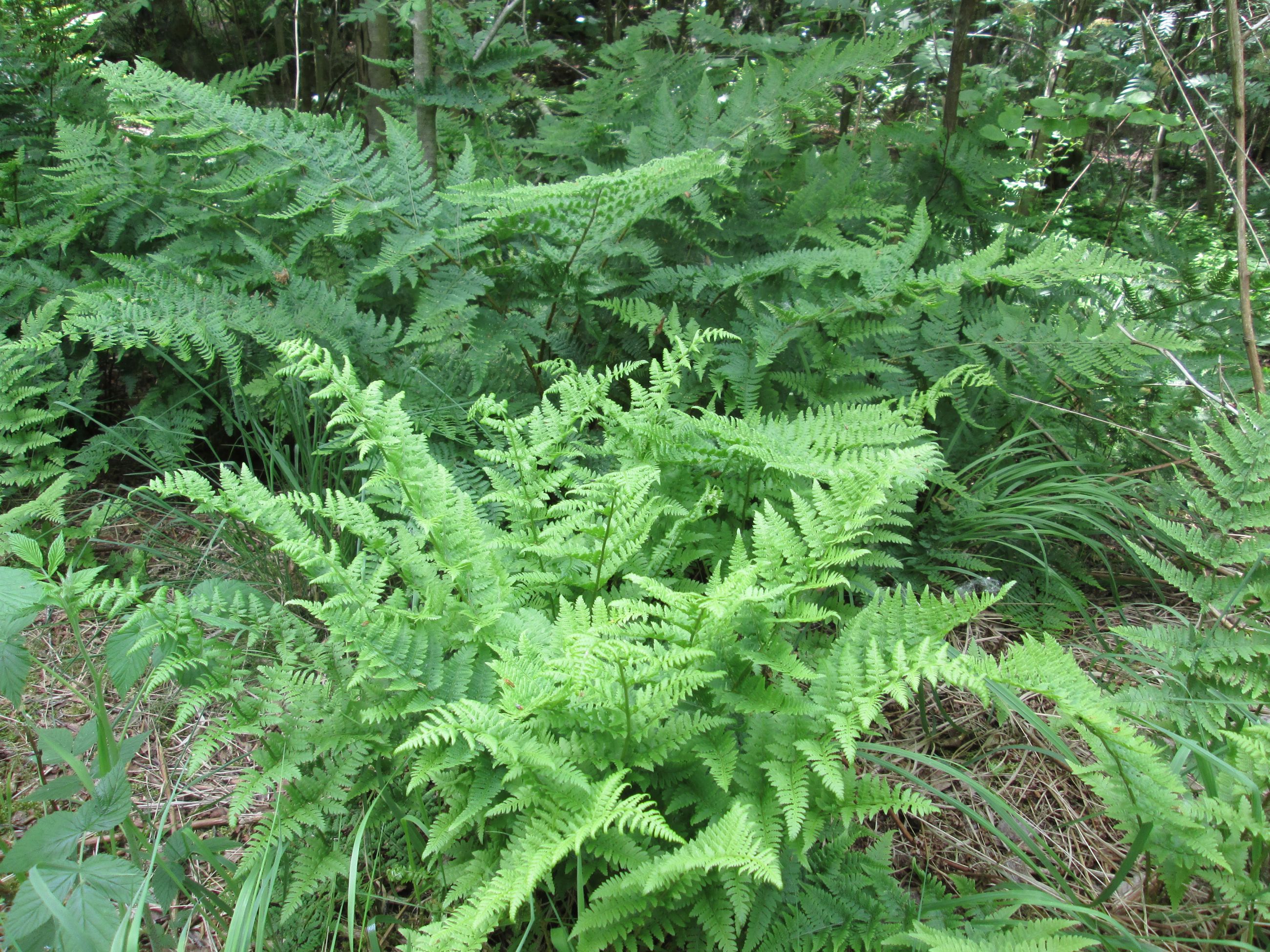 Bregner i den lyse underskov under birk og asp