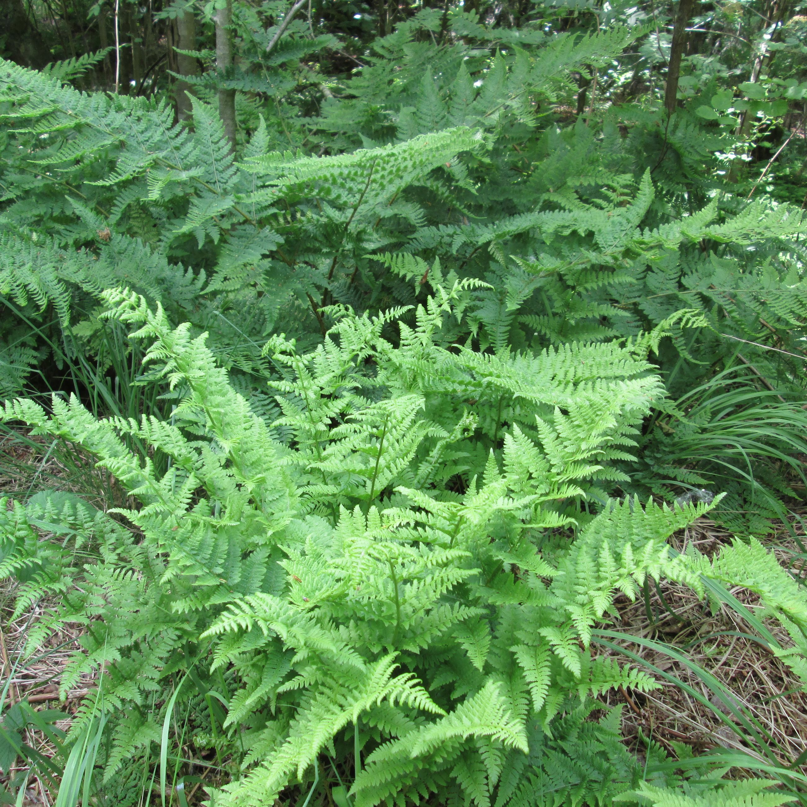 Bregner i den lyse underskov under birk og asp