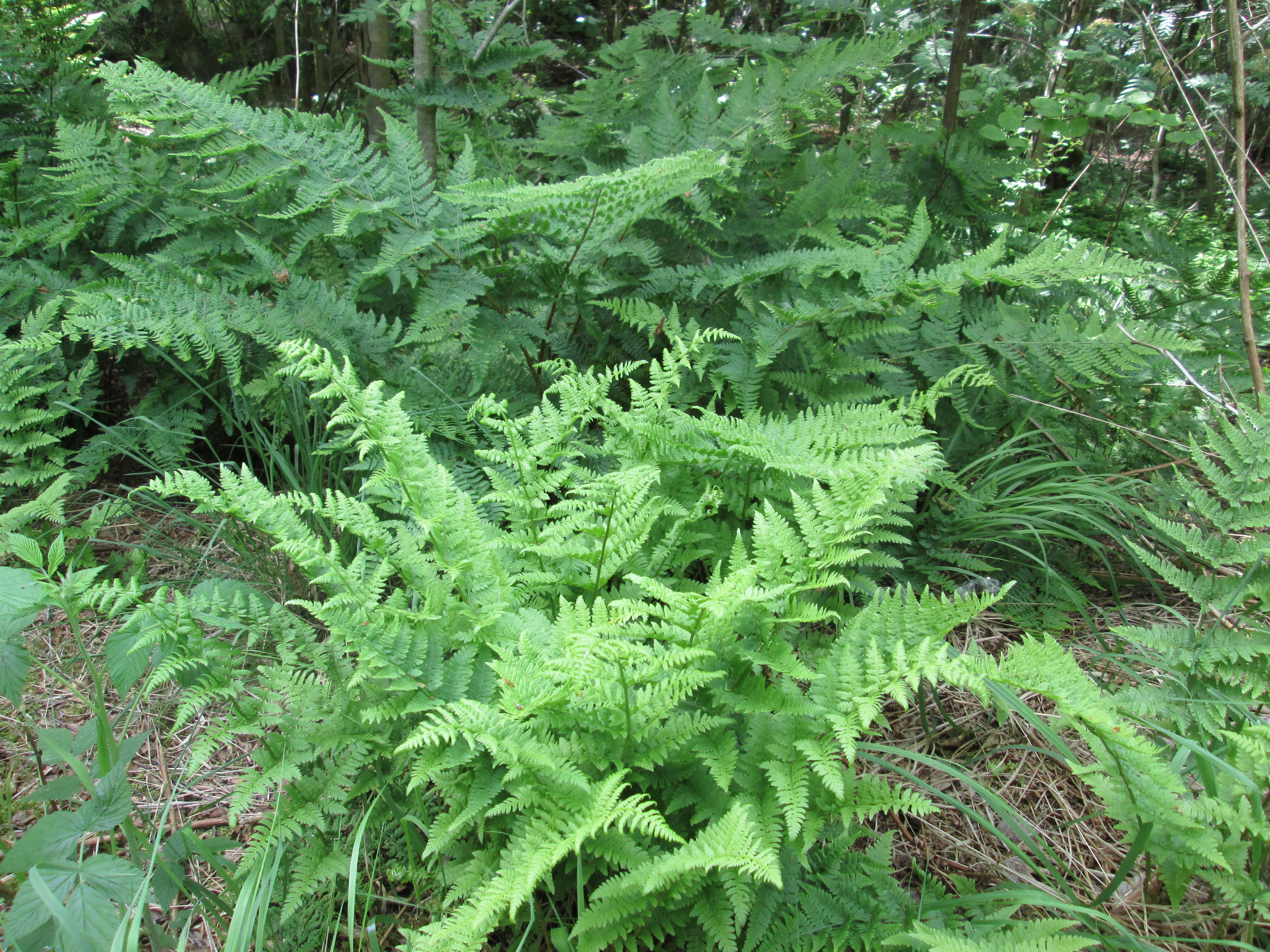 Bregner i den lyse underskov under birk og asp